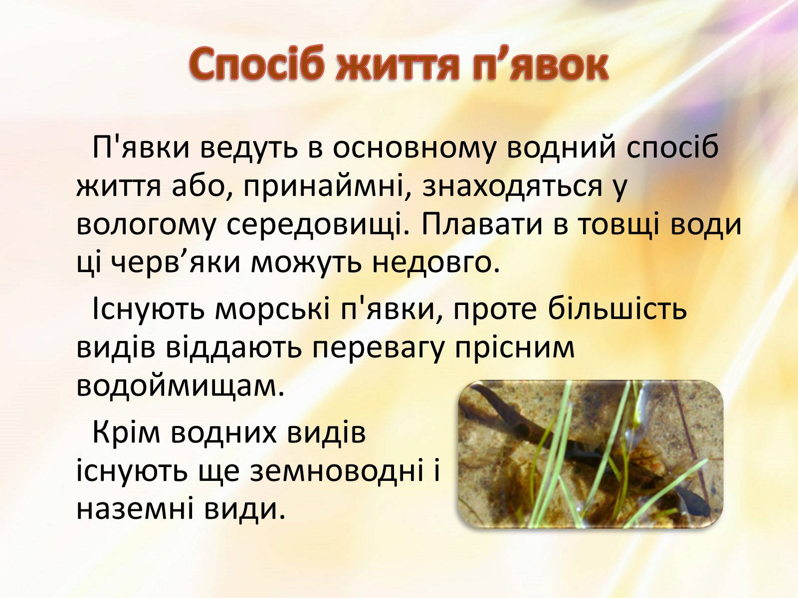 Презентація на тему «П’явки» - Слайд #4 Презентація на тему «П’явки» - Слайд #4
