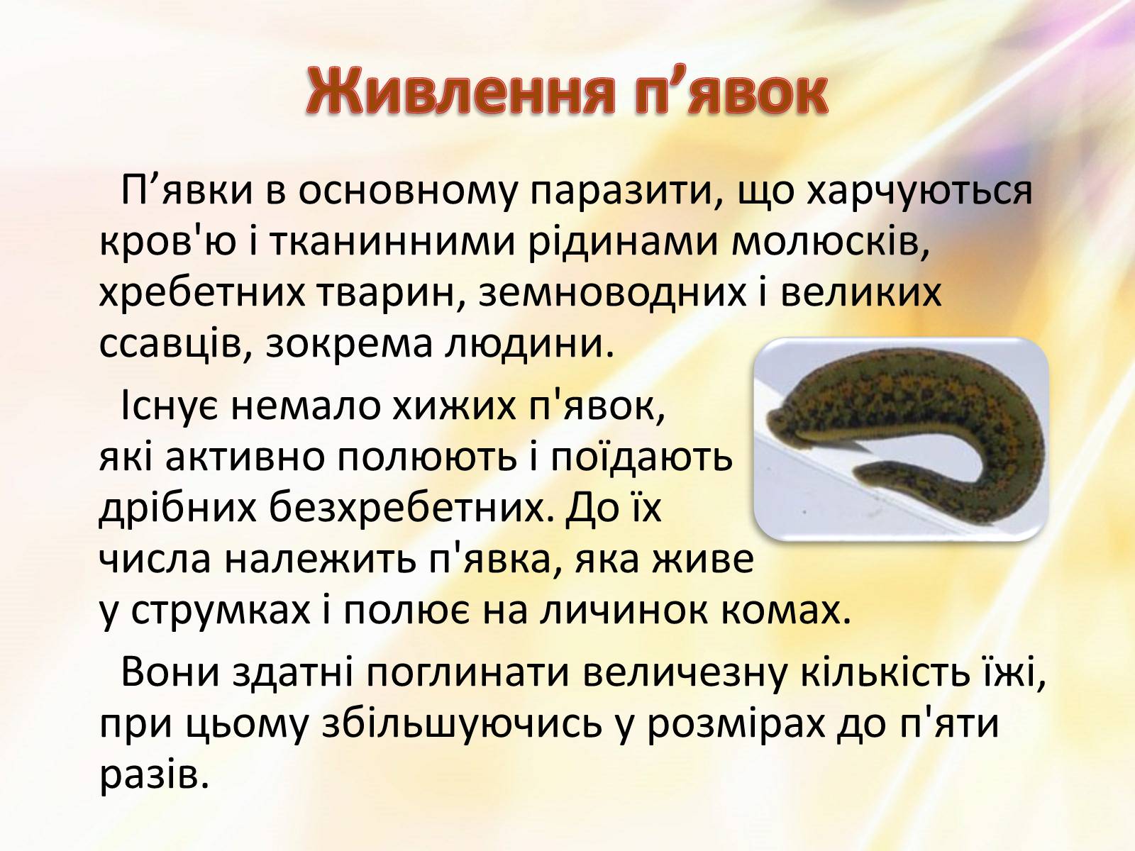 Презентація на тему «П’явки» - Слайд #8 Презентація на тему «П’явки» - Слайд #8