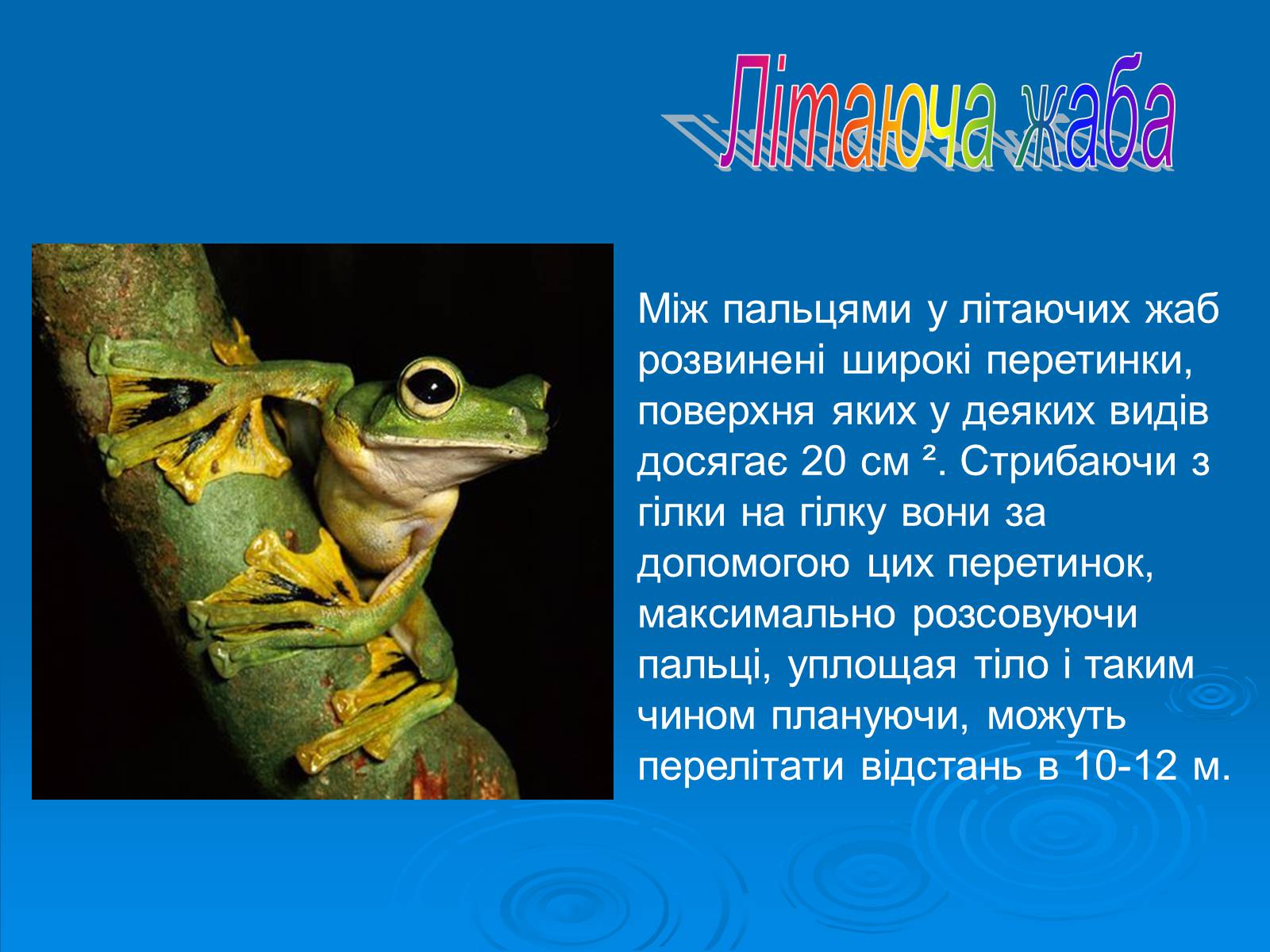 Презентація на тему «Різноманітність земноводних» (варіант 2) - Слайд #10 Презентація на тему «Різноманітність земноводних» (варіант 2) - Слайд #10