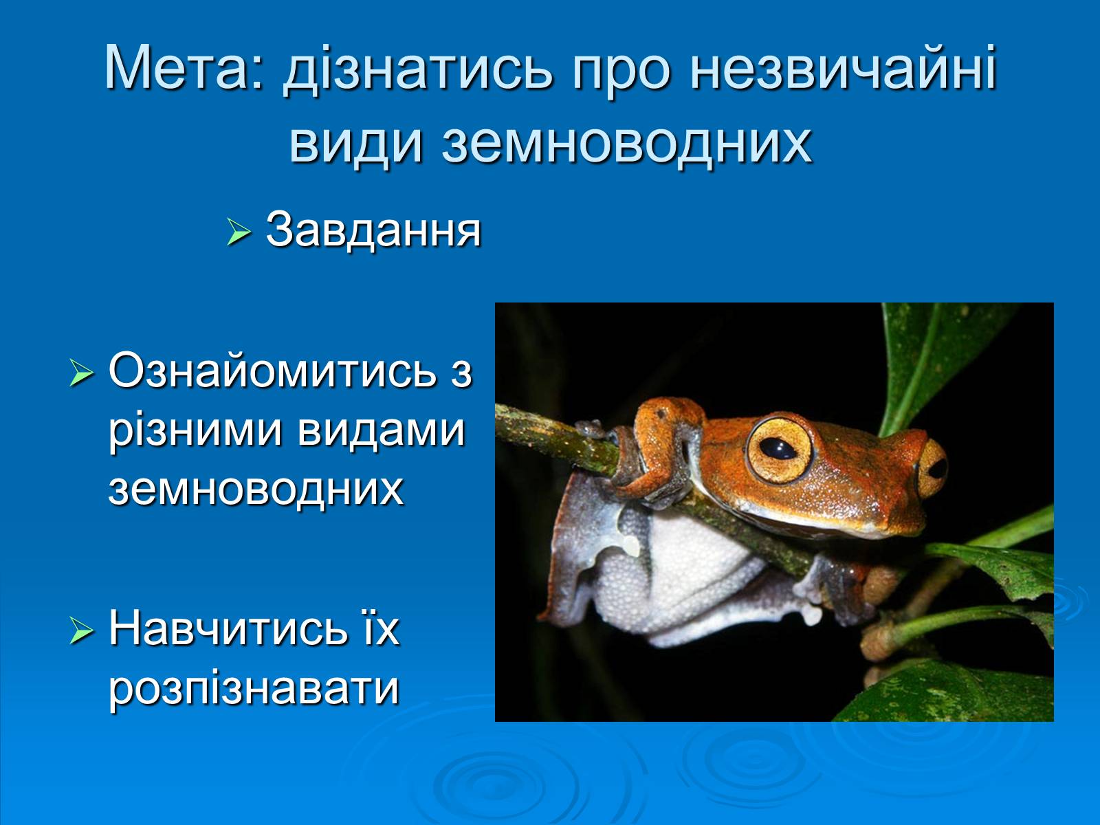 Презентація на тему «Різноманітність земноводних» (варіант 2) - Слайд #2 Презентація на тему «Різноманітність земноводних» (варіант 2) - Слайд #2