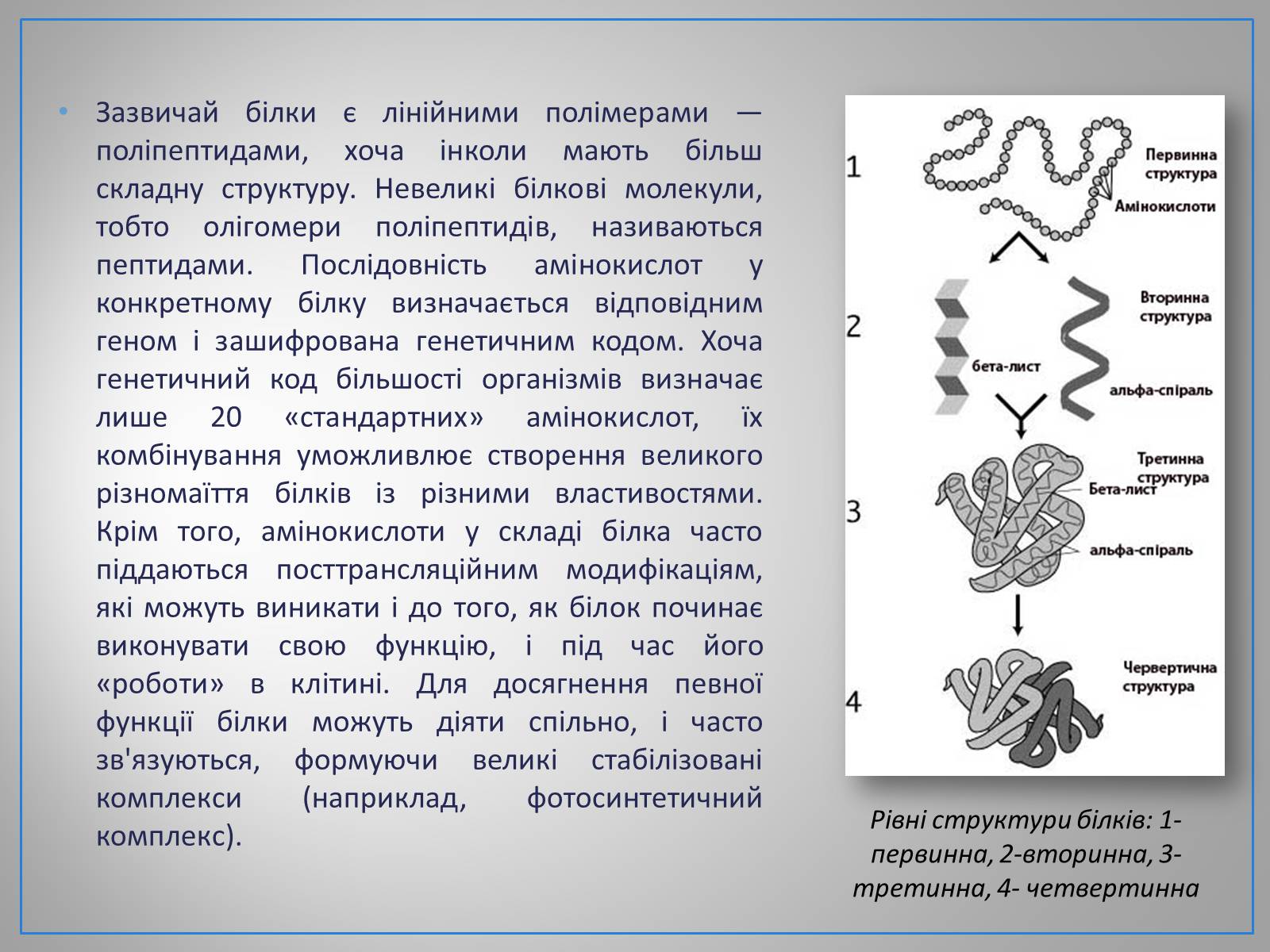 Презентація на тему «Білки, жири, вуглеводи» (варіант 2) - Слайд #3 Презентація на тему «Білки, жири, вуглеводи» (варіант 2) - Слайд #3