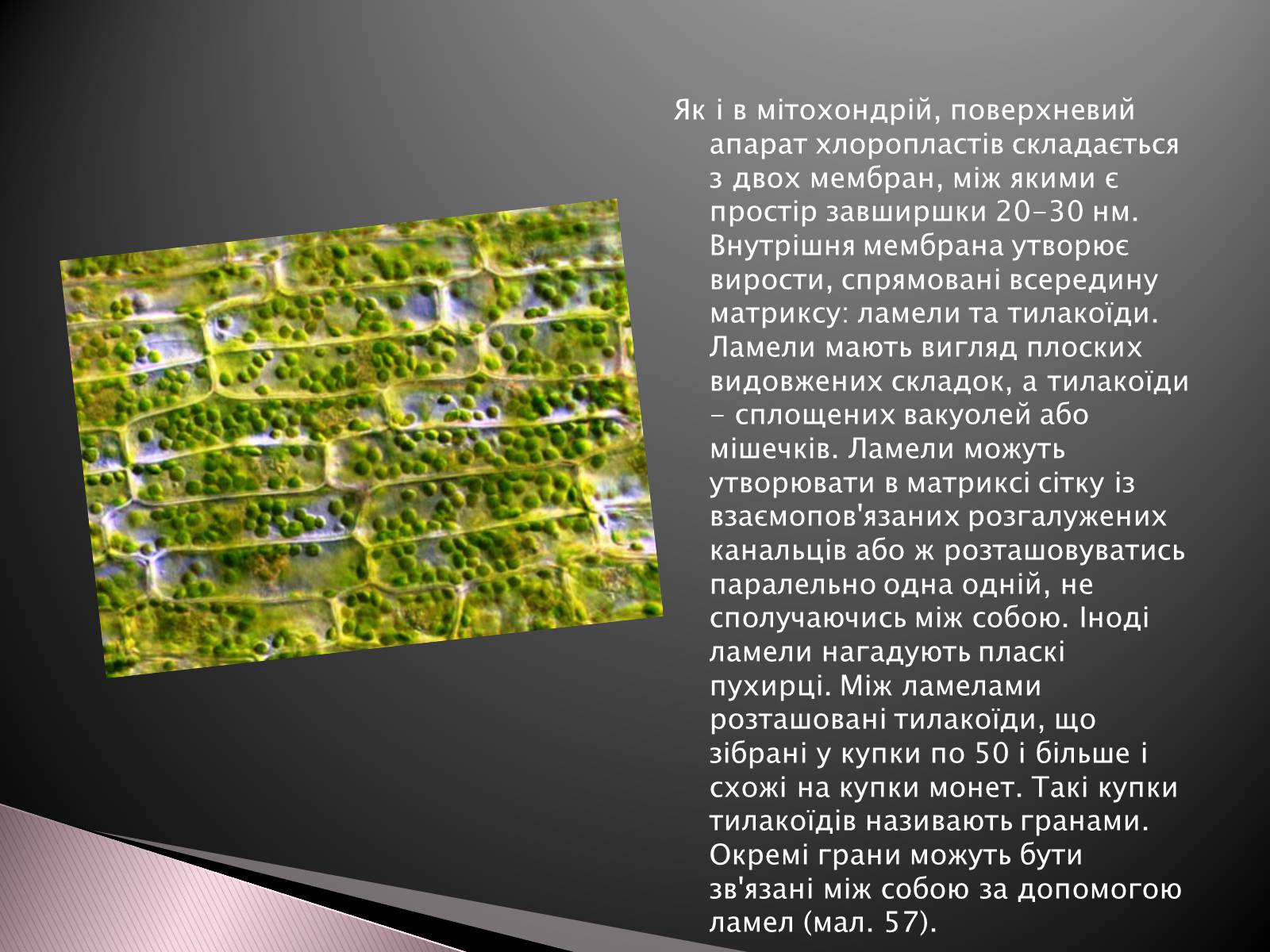 Презентація на тему «Двомембранні органели» (варіант 1) - Слайд #10 Презентація на тему «Двомембранні органели» (варіант 1) - Слайд #10