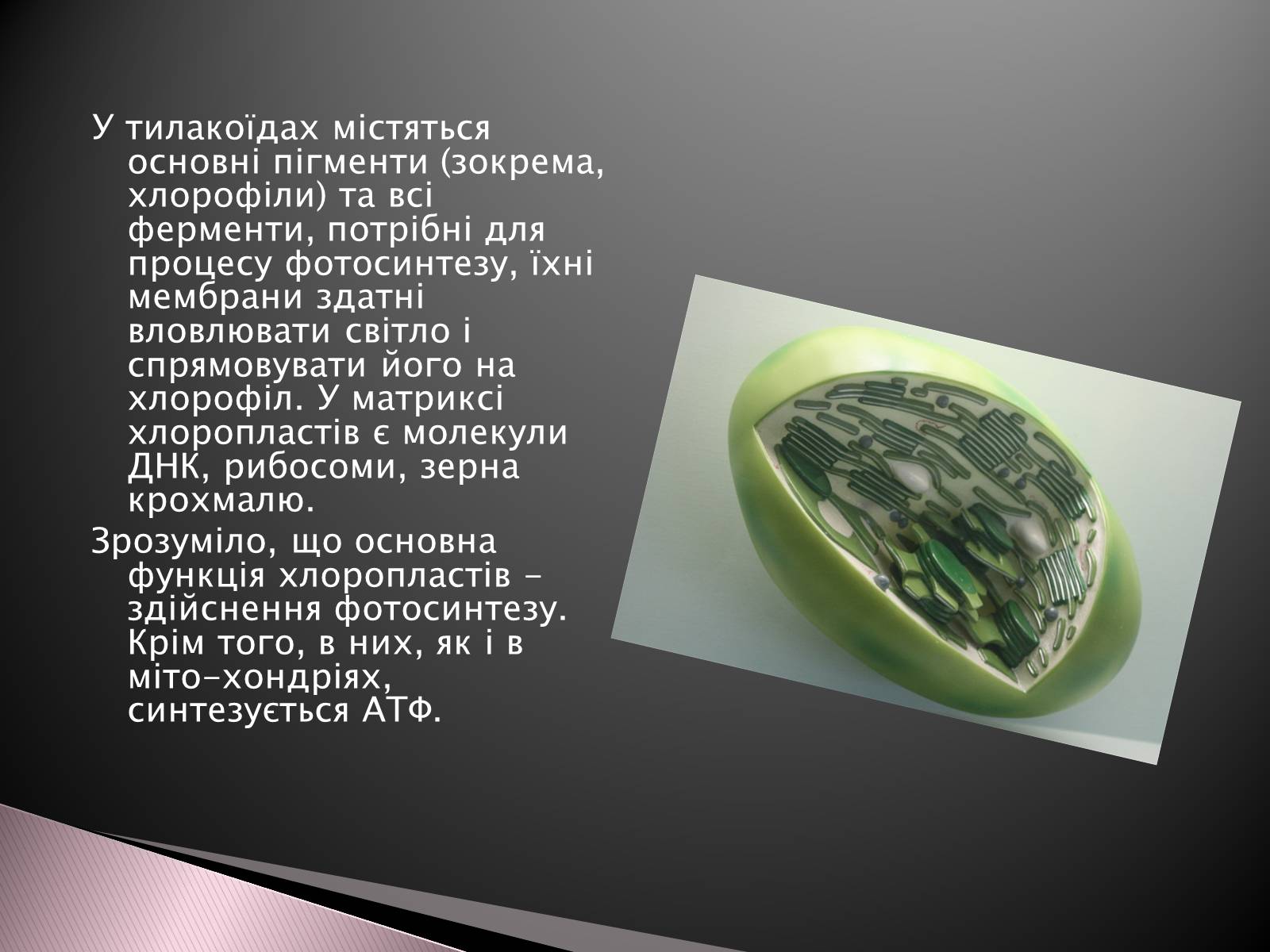 Презентація на тему «Двомембранні органели» (варіант 1) - Слайд #11 Презентація на тему «Двомембранні органели» (варіант 1) - Слайд #11