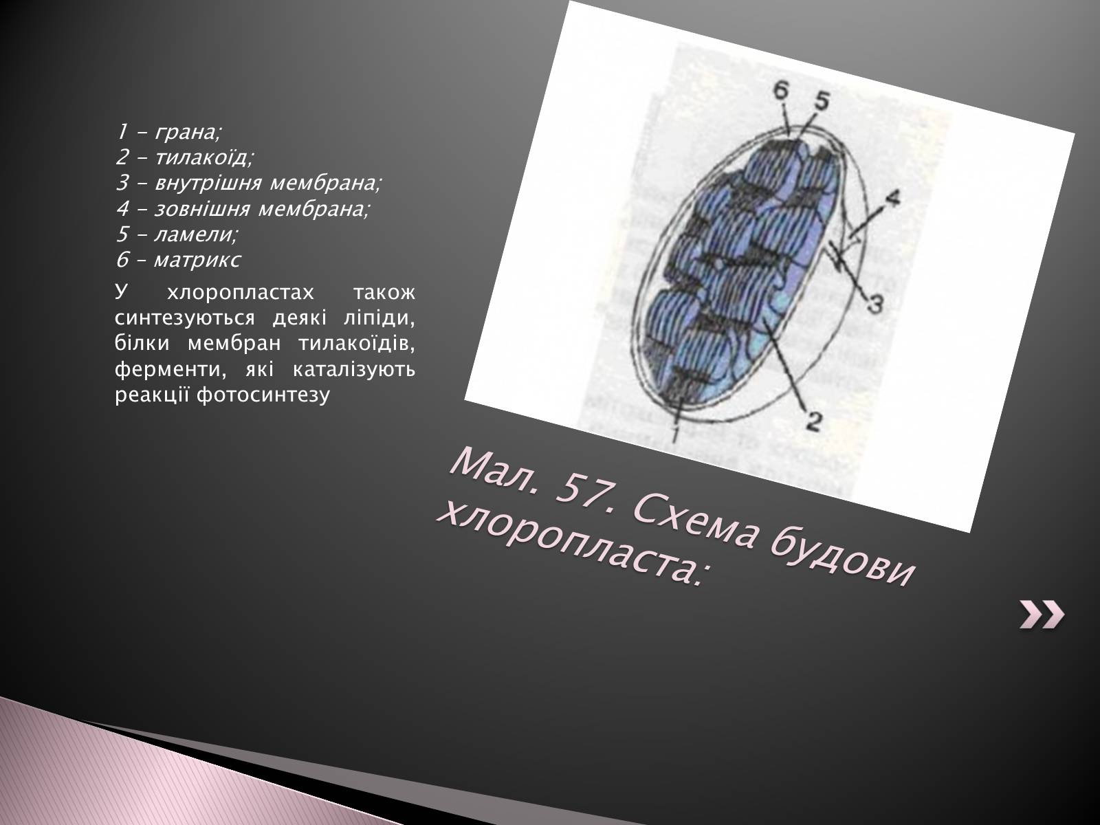 Презентація на тему «Двомембранні органели» (варіант 1) - Слайд #12 Презентація на тему «Двомембранні органели» (варіант 1) - Слайд #12