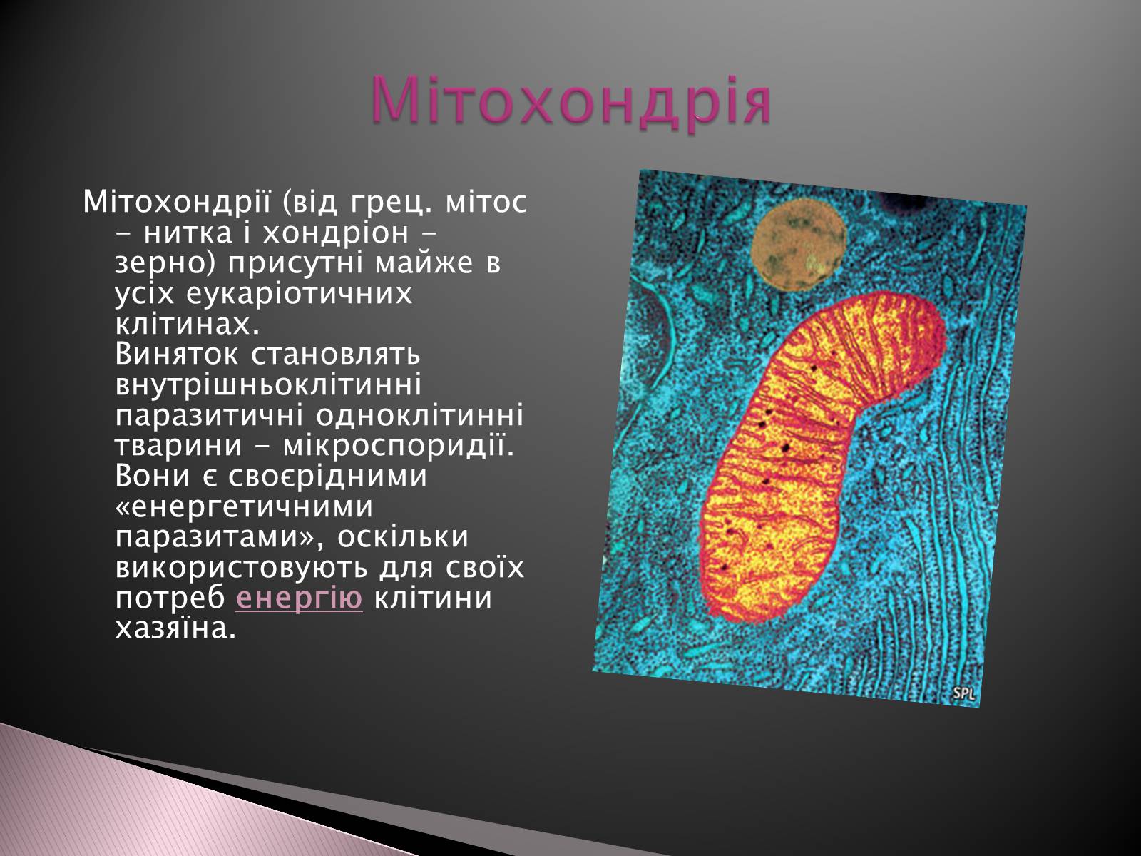 Презентація на тему «Двомембранні органели» (варіант 1) - Слайд #3 Презентація на тему «Двомембранні органели» (варіант 1) - Слайд #3
