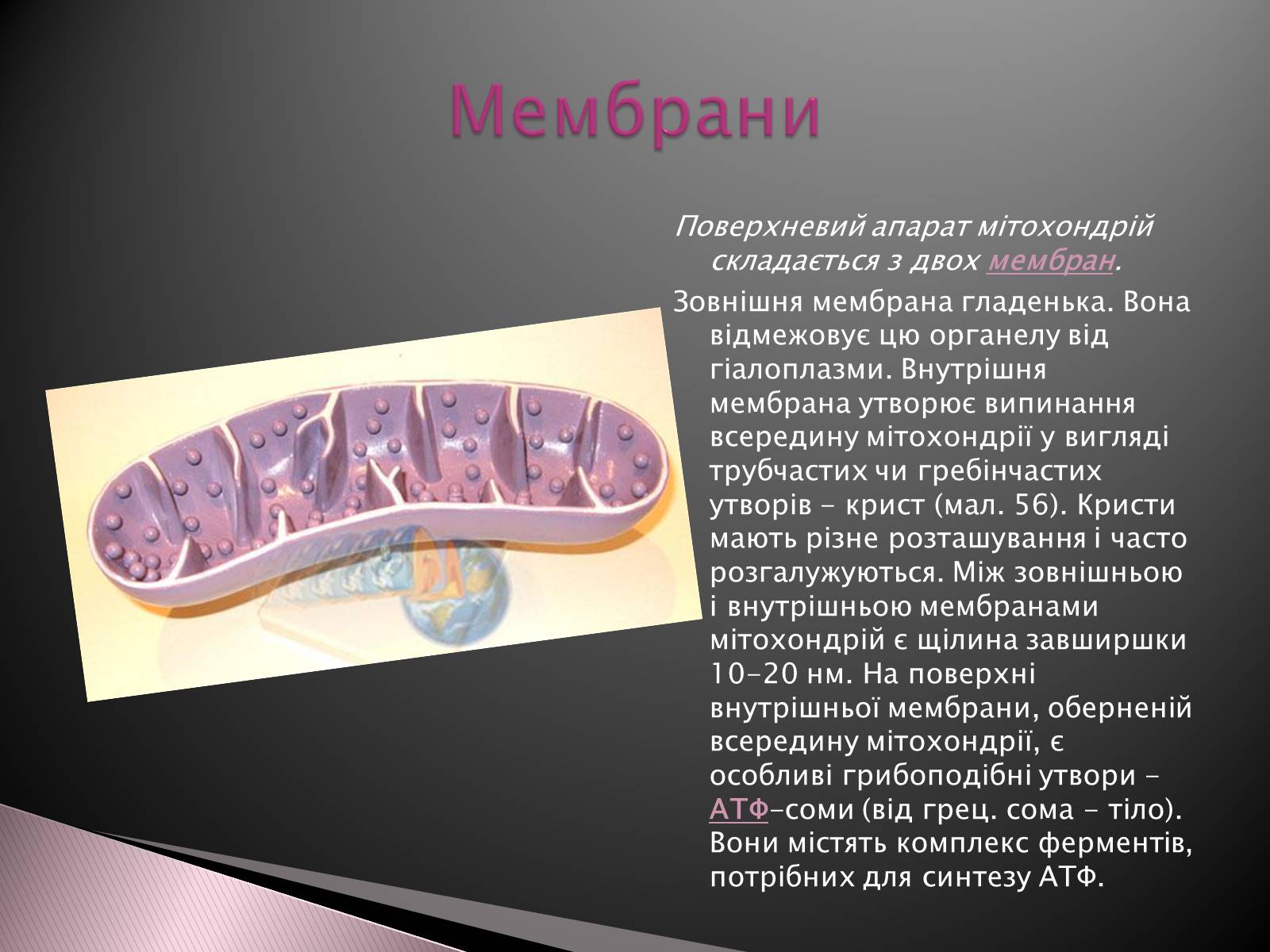 Презентація на тему «Двомембранні органели» (варіант 1) - Слайд #5 Презентація на тему «Двомембранні органели» (варіант 1) - Слайд #5