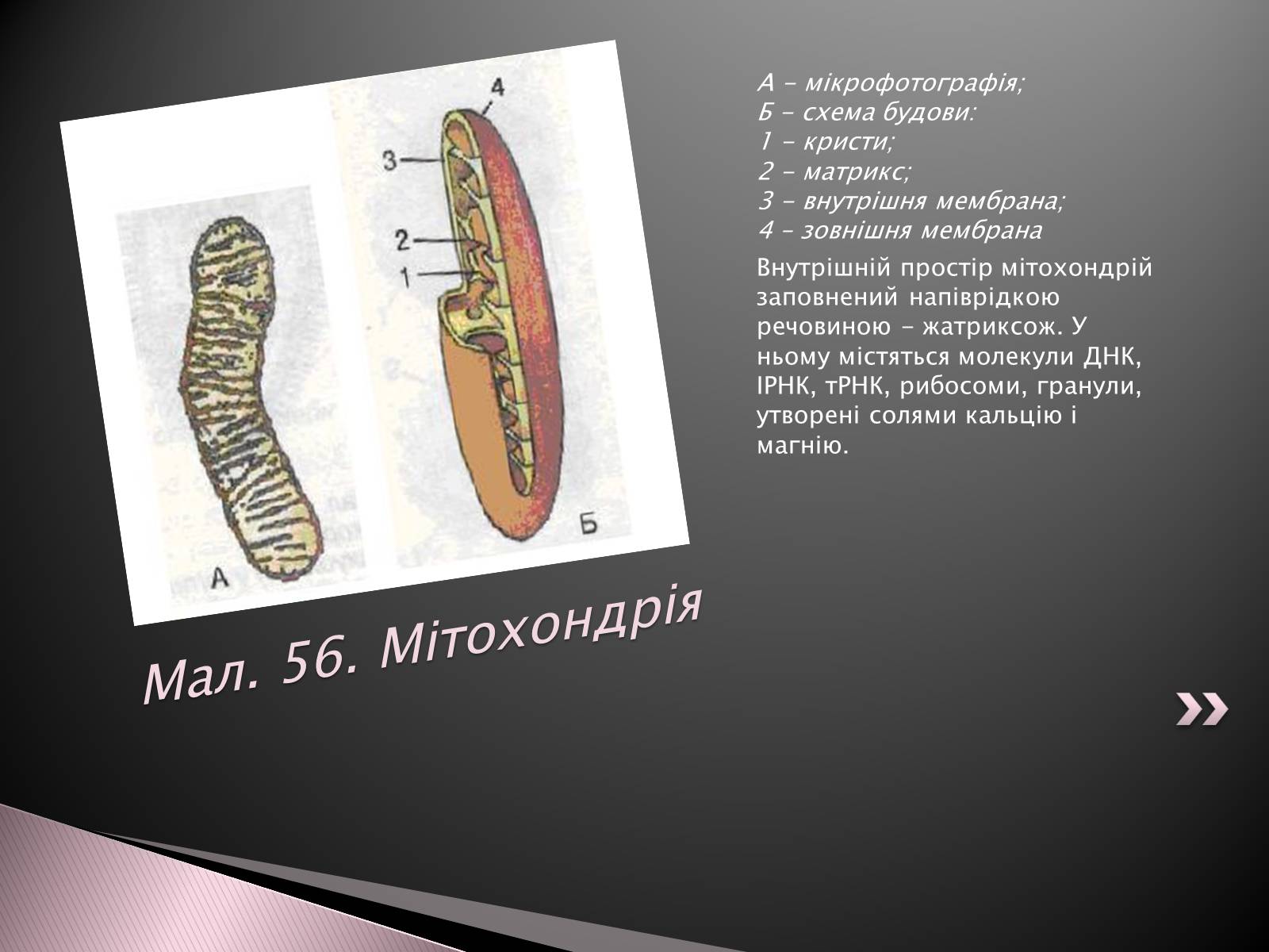 Презентація на тему «Двомембранні органели» (варіант 1) - Слайд #6 Презентація на тему «Двомембранні органели» (варіант 1) - Слайд #6