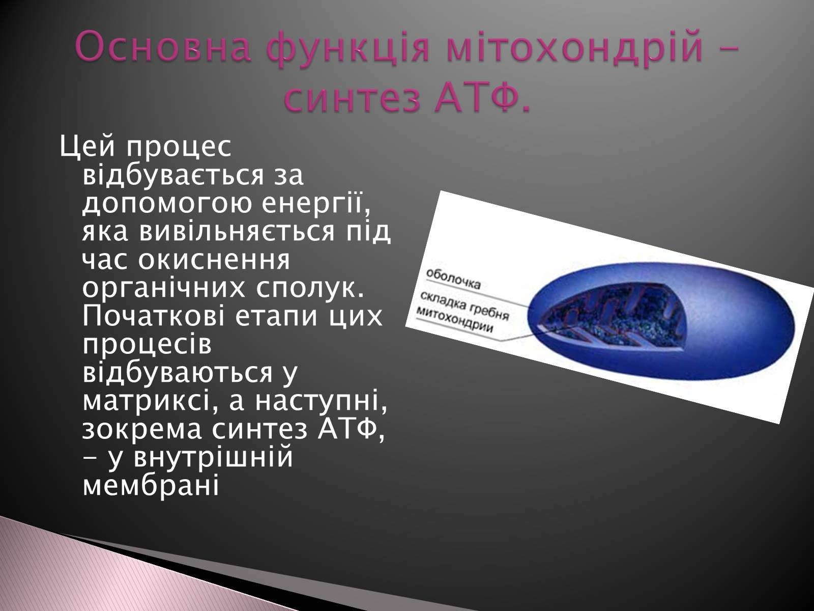 Презентація на тему «Двомембранні органели» (варіант 1) - Слайд #7 Презентація на тему «Двомембранні органели» (варіант 1) - Слайд #7