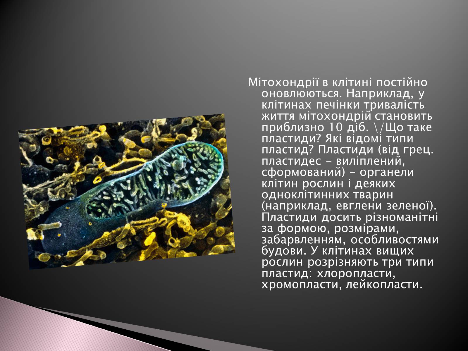 Презентація на тему «Двомембранні органели» (варіант 1) - Слайд #8 Презентація на тему «Двомембранні органели» (варіант 1) - Слайд #8