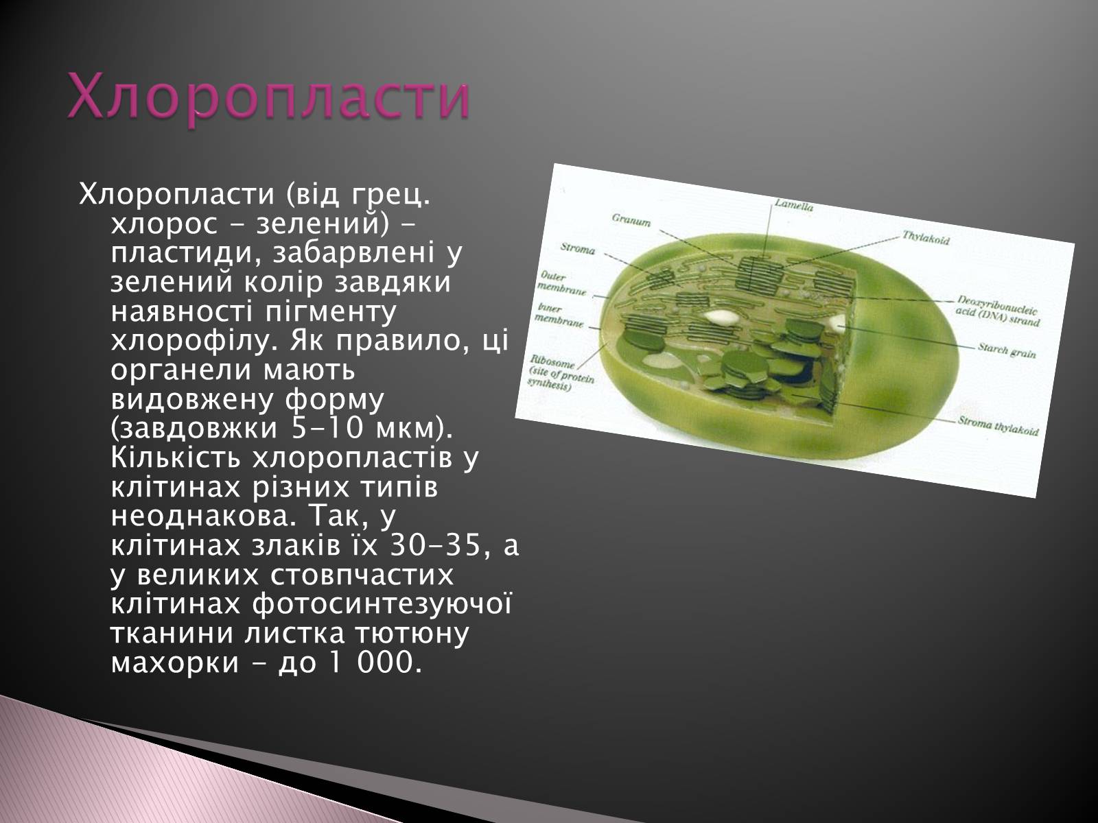 Презентація на тему «Двомембранні органели» (варіант 1) - Слайд #9 Презентація на тему «Двомембранні органели» (варіант 1) - Слайд #9