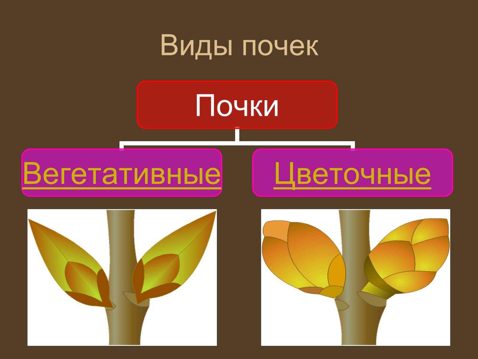 Презентація на тему «Строение и развитие почек на побегах» - Слайд #12 Презентація на тему «Строение и развитие почек на побегах» - Слайд #12