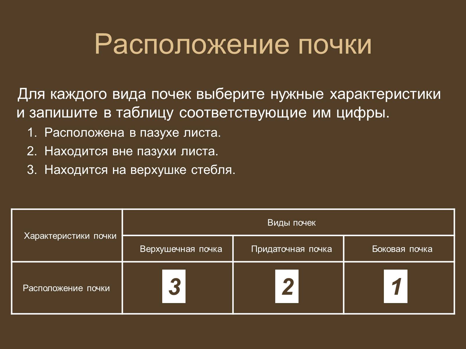 Презентація на тему «Строение и развитие почек на побегах» - Слайд #13 Презентація на тему «Строение и развитие почек на побегах» - Слайд #13