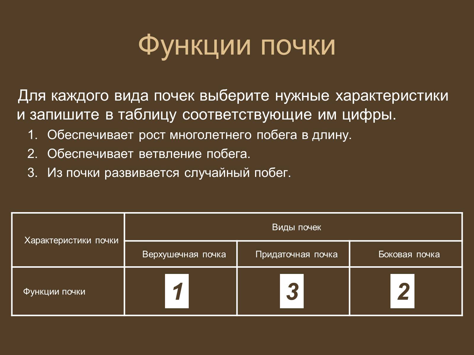 Презентація на тему «Строение и развитие почек на побегах» - Слайд #14 Презентація на тему «Строение и развитие почек на побегах» - Слайд #14