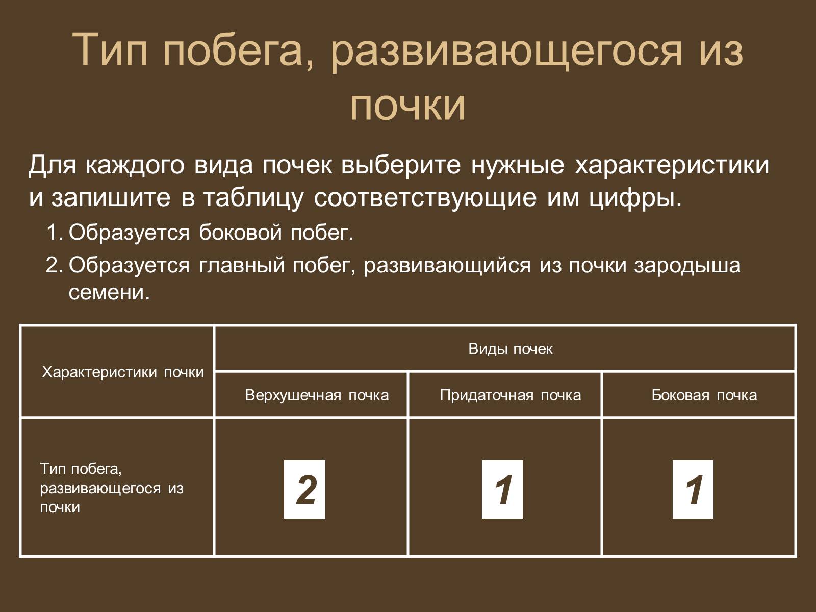 Презентація на тему «Строение и развитие почек на побегах» - Слайд #15 Презентація на тему «Строение и развитие почек на побегах» - Слайд #15