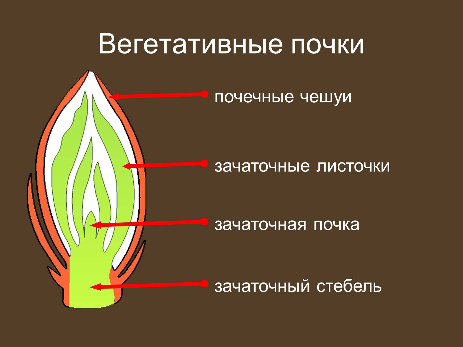 Презентація на тему «Строение и развитие почек на побегах» - Слайд #17 Презентація на тему «Строение и развитие почек на побегах» - Слайд #17