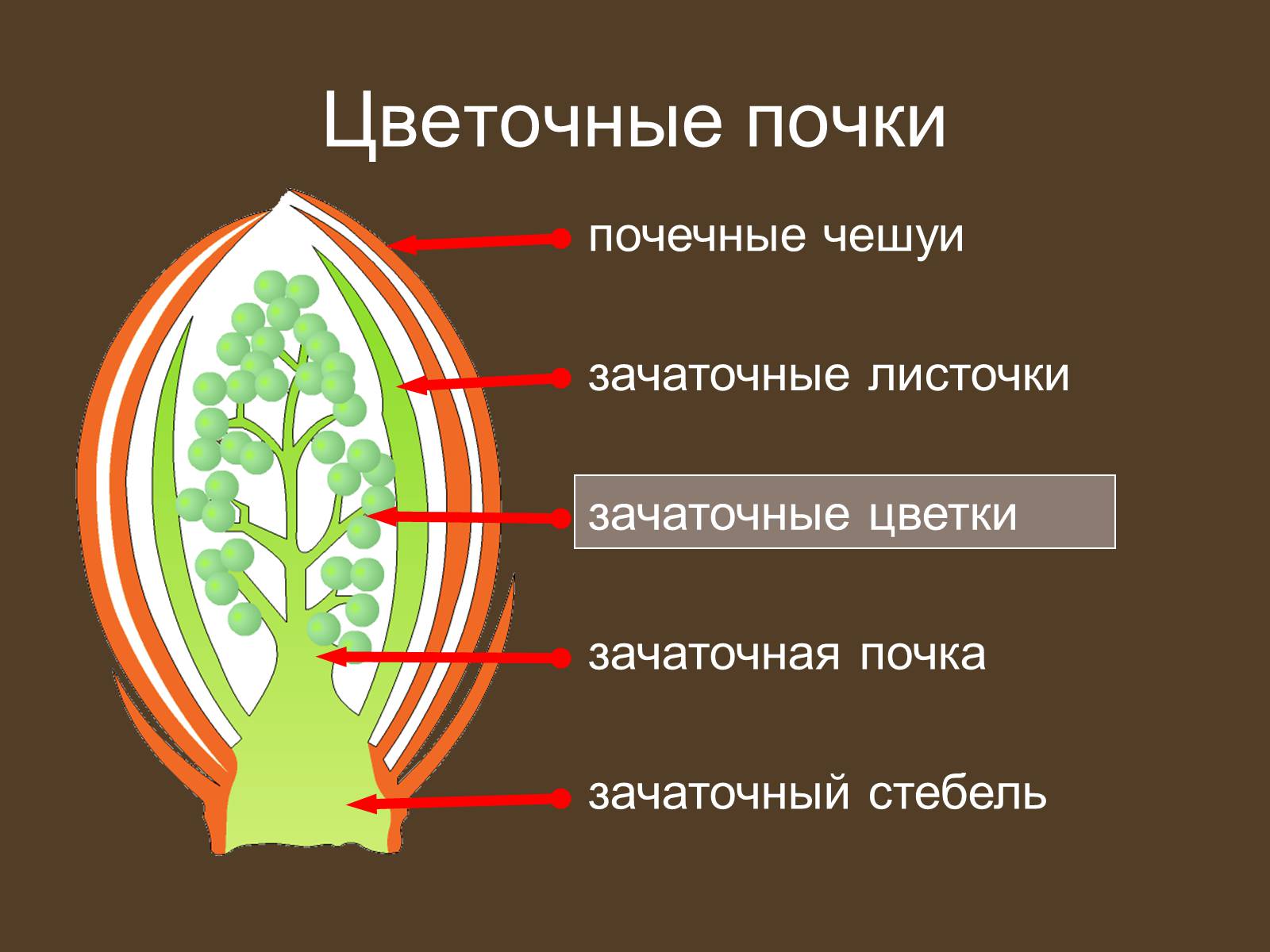 Презентація на тему «Строение и развитие почек на побегах» - Слайд #18 Презентація на тему «Строение и развитие почек на побегах» - Слайд #18