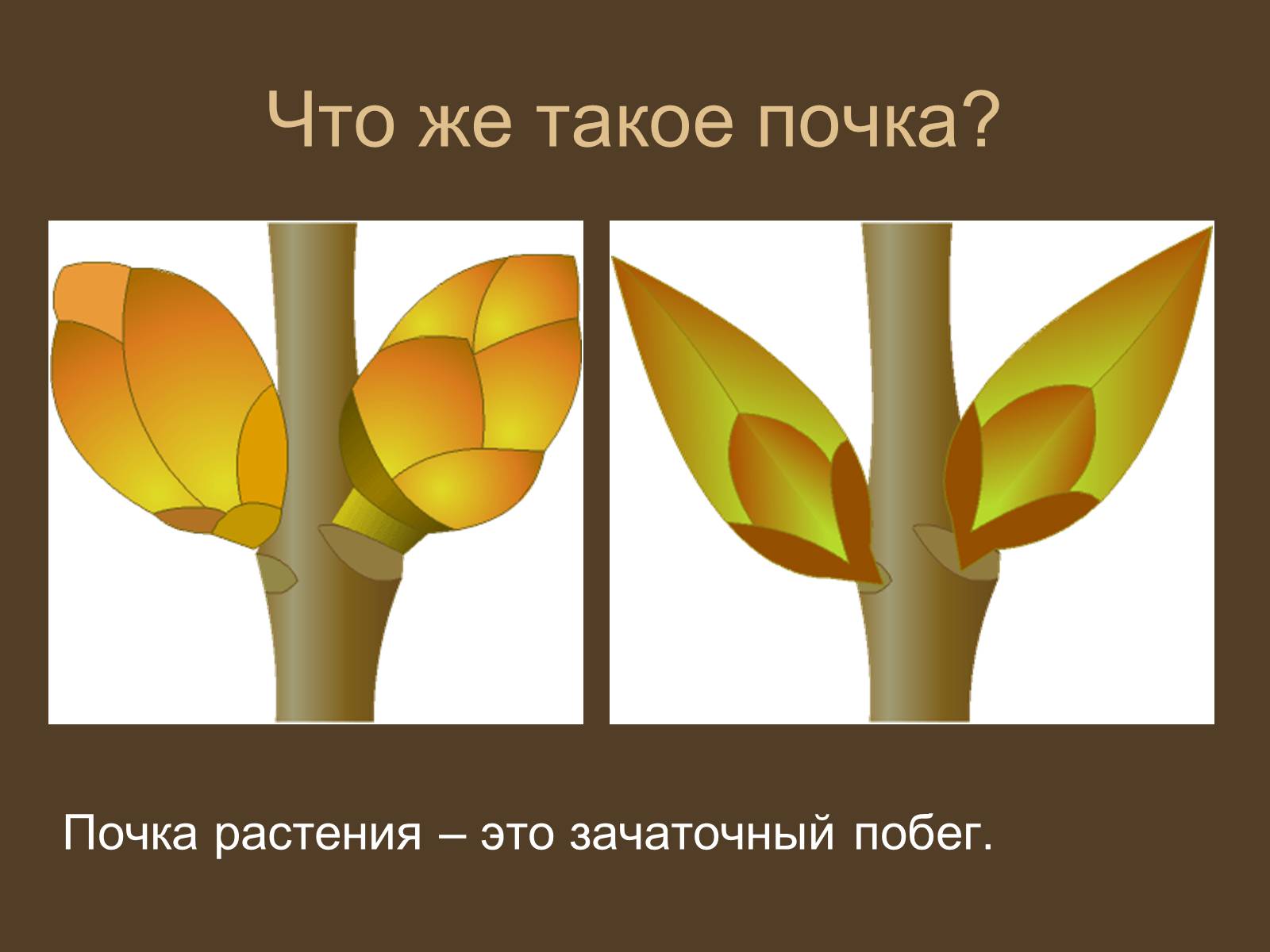 Презентація на тему «Строение и развитие почек на побегах» - Слайд #5 Презентація на тему «Строение и развитие почек на побегах» - Слайд #5