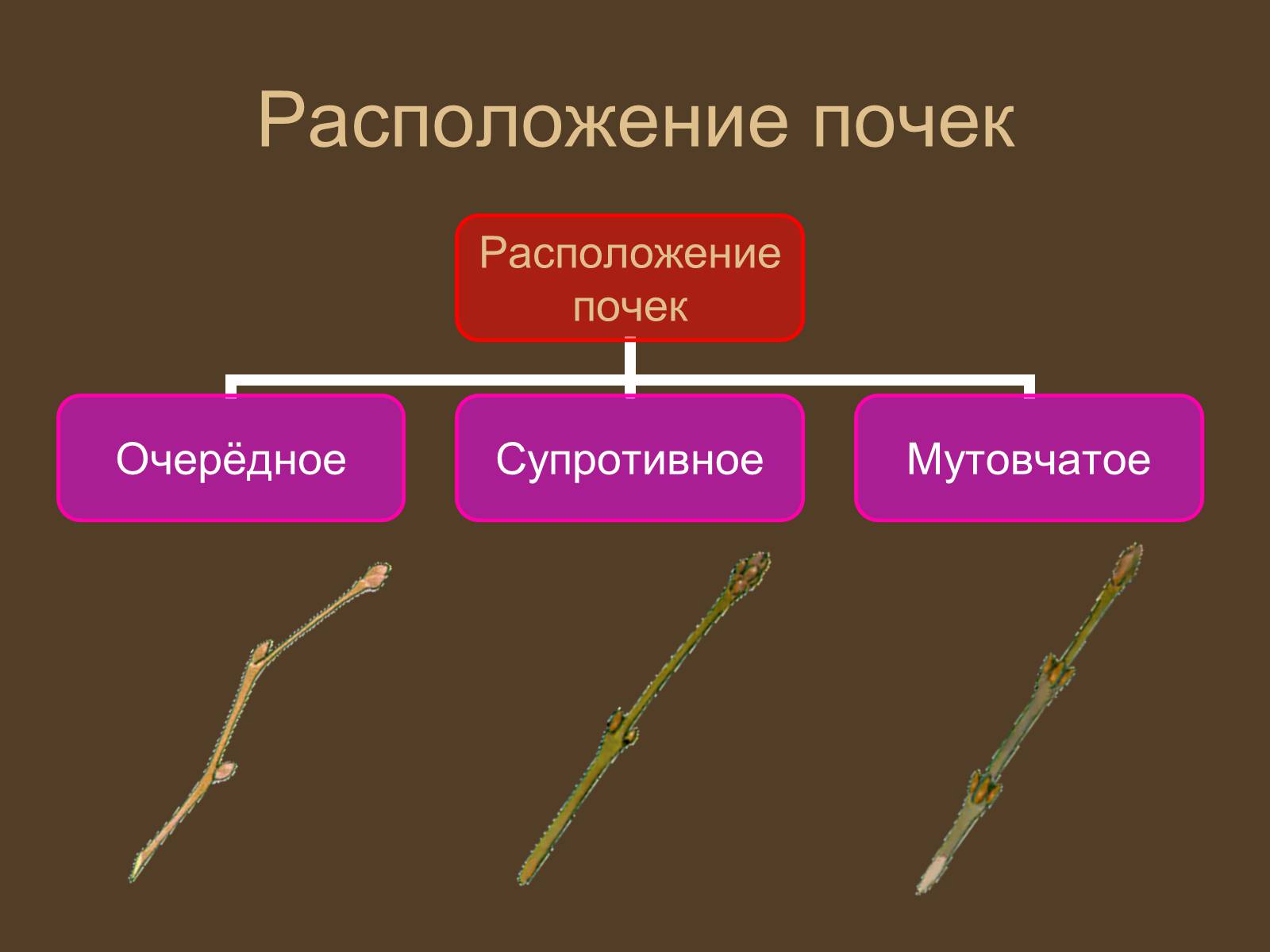 Презентація на тему «Строение и развитие почек на побегах» - Слайд #8 Презентація на тему «Строение и развитие почек на побегах» - Слайд #8