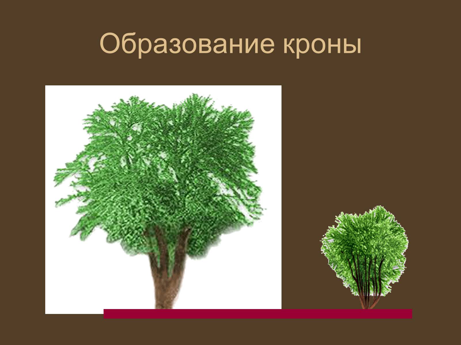 Презентація на тему «Строение и развитие почек на побегах» - Слайд #9 Презентація на тему «Строение и развитие почек на побегах» - Слайд #9