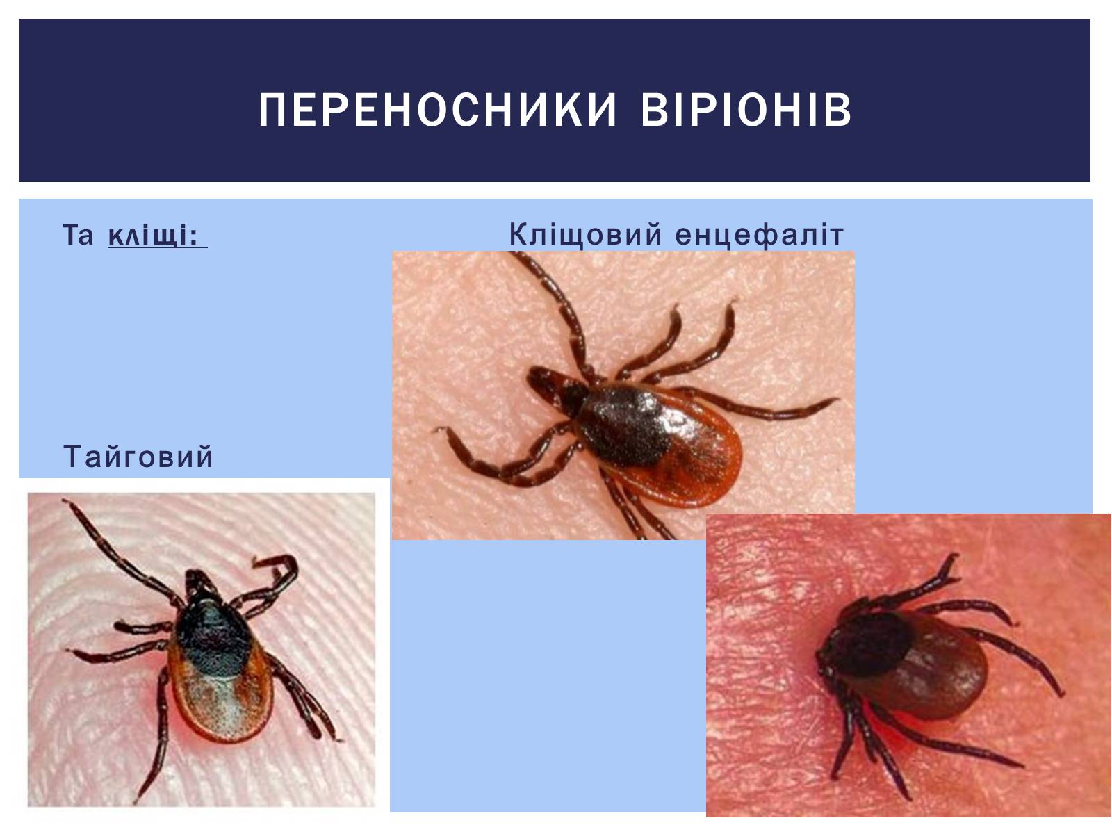 Презентація на тему «Роль вірусів у житті людини. Вірусні інфекції людини і тварин.» - Слайд #6 Презентація на тему «Роль вірусів у житті людини. Вірусні інфекції людини і тварин.» - Слайд #6