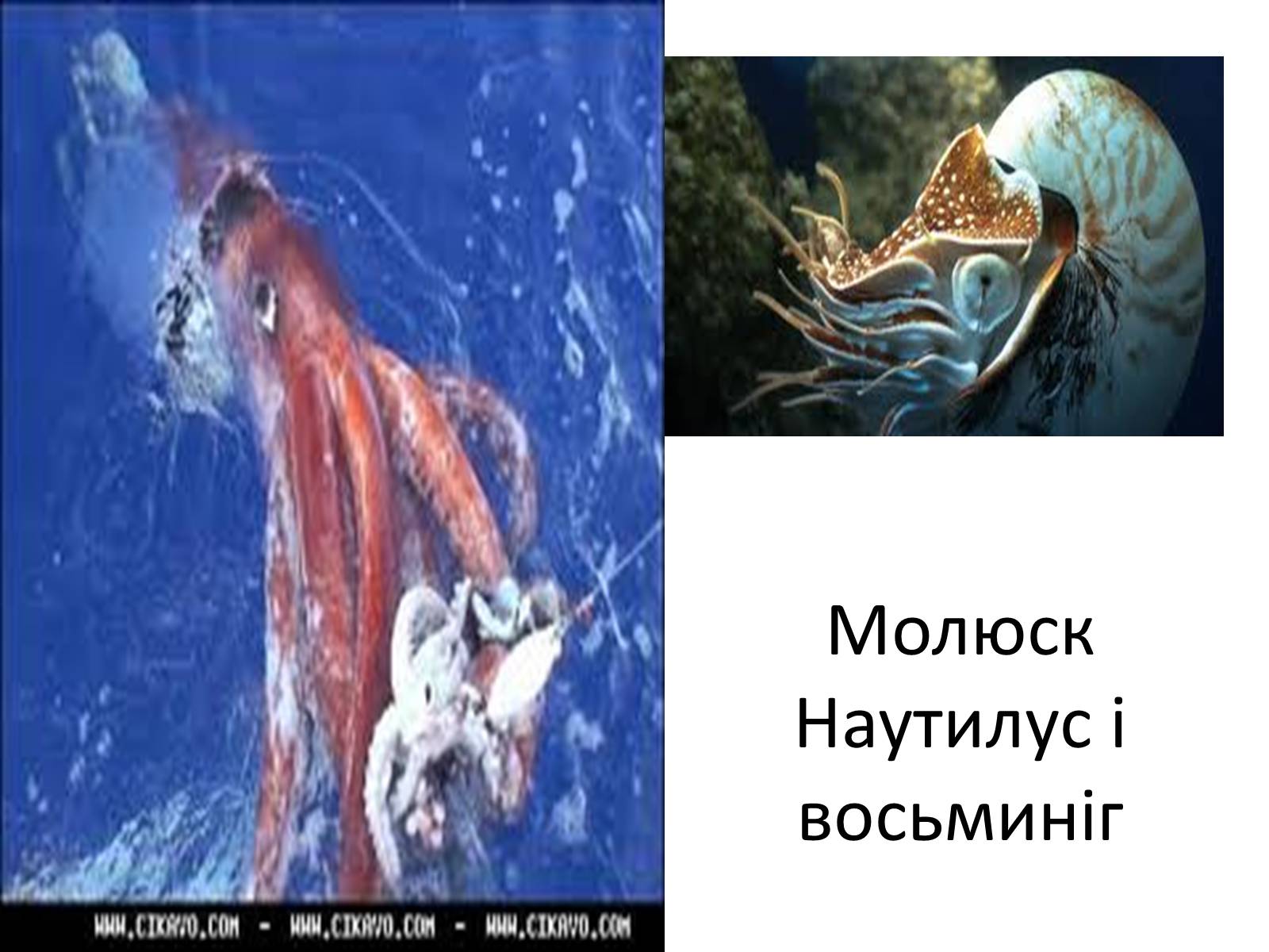 Презентація на тему «Головоногі молюски» - Слайд #11 Презентація на тему «Головоногі молюски» - Слайд #11