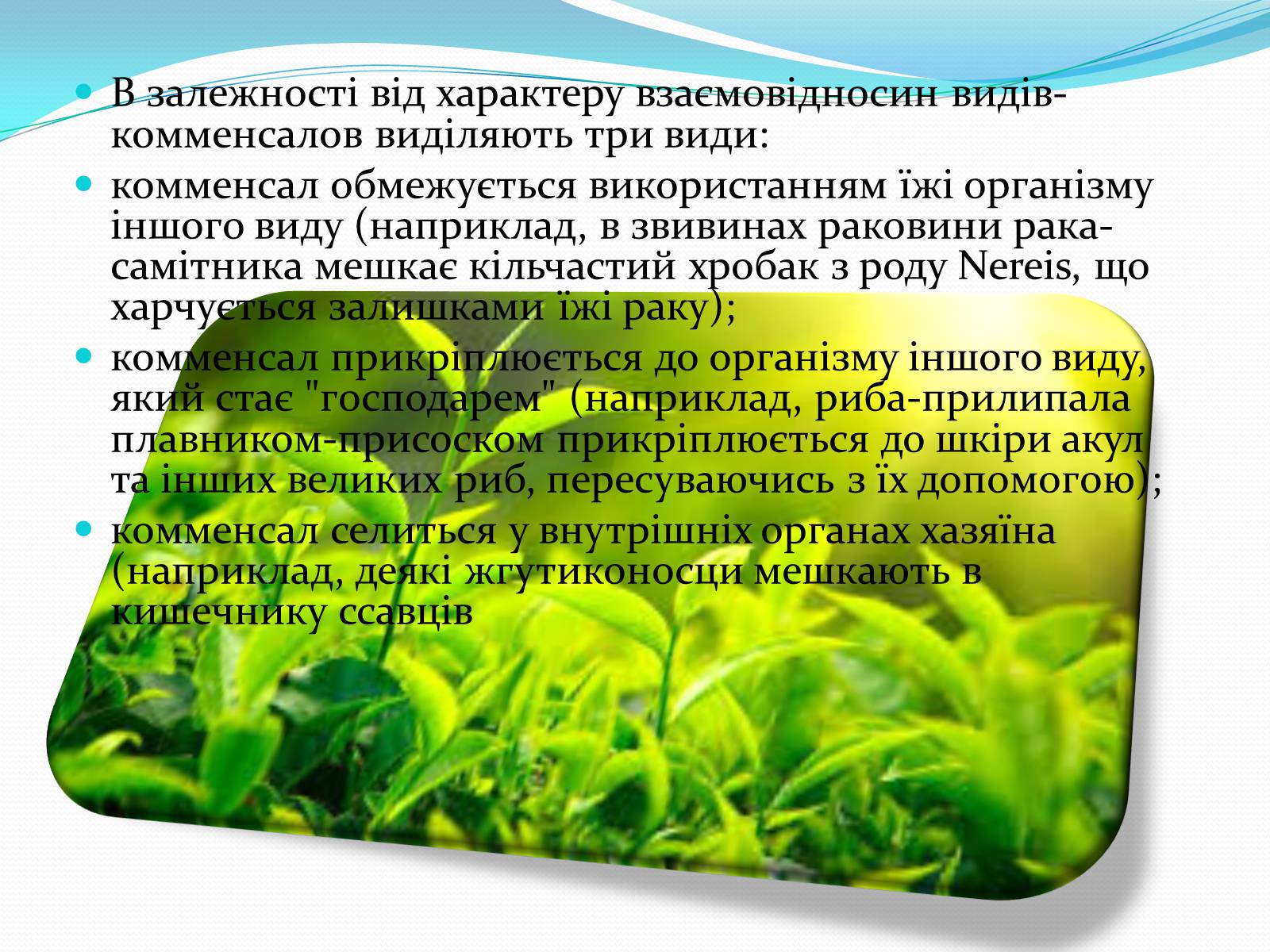 Презентація на тему «Взаємовплив рослин» - Слайд #12 Презентація на тему «Взаємовплив рослин» - Слайд #12