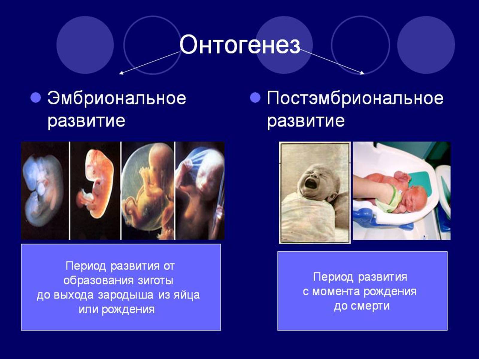 Презентація на тему «Онтогенез» (варіант 3) - Слайд #3 Презентація на тему «Онтогенез» (варіант 3) - Слайд #3