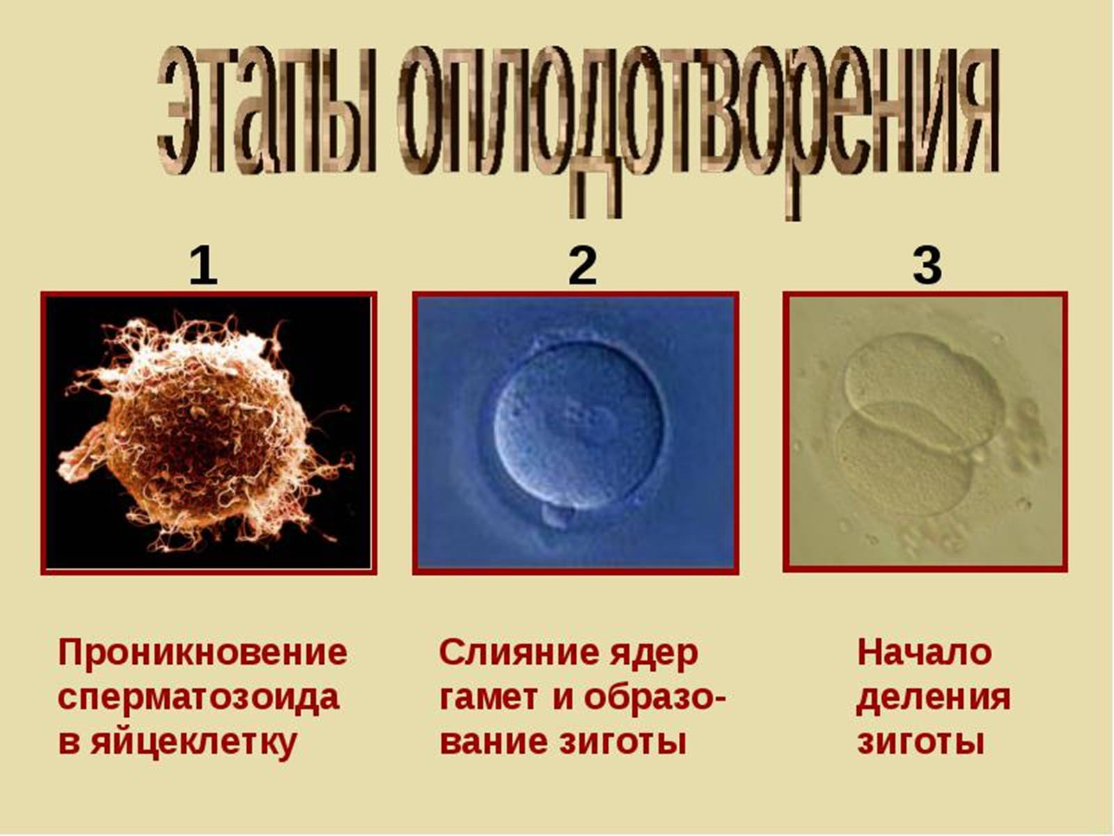 Презентація на тему «Онтогенез» (варіант 3) - Слайд #4 Презентація на тему «Онтогенез» (варіант 3) - Слайд #4