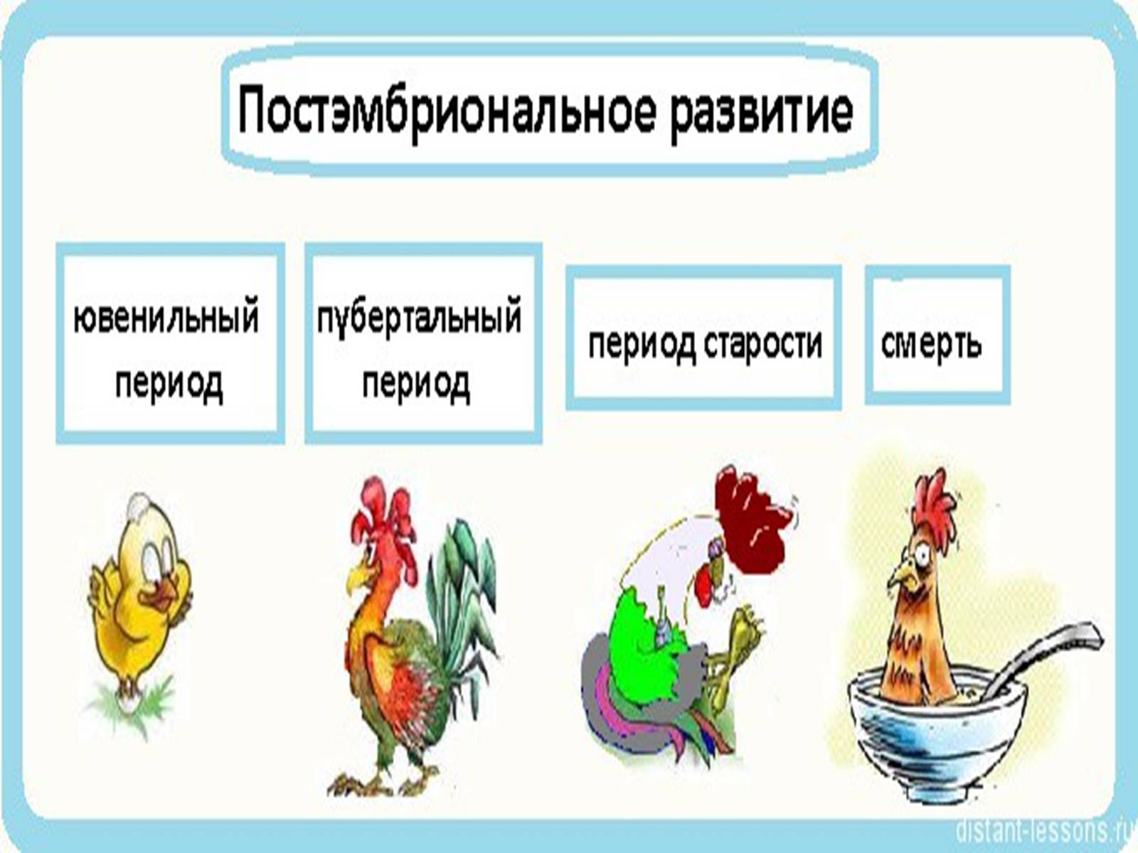 Презентація на тему «Онтогенез» (варіант 3) - Слайд #7 Презентація на тему «Онтогенез» (варіант 3) - Слайд #7