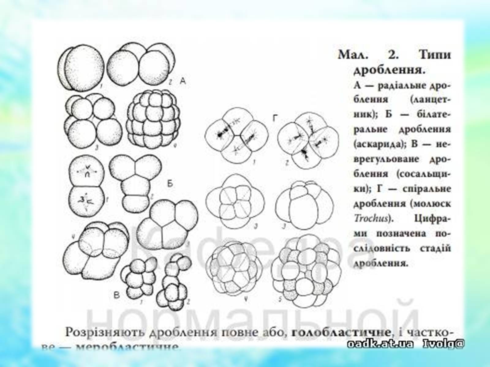 Презентація на тему «Еволюційне вчення» - Слайд #18 Презентація на тему «Еволюційне вчення» - Слайд #18