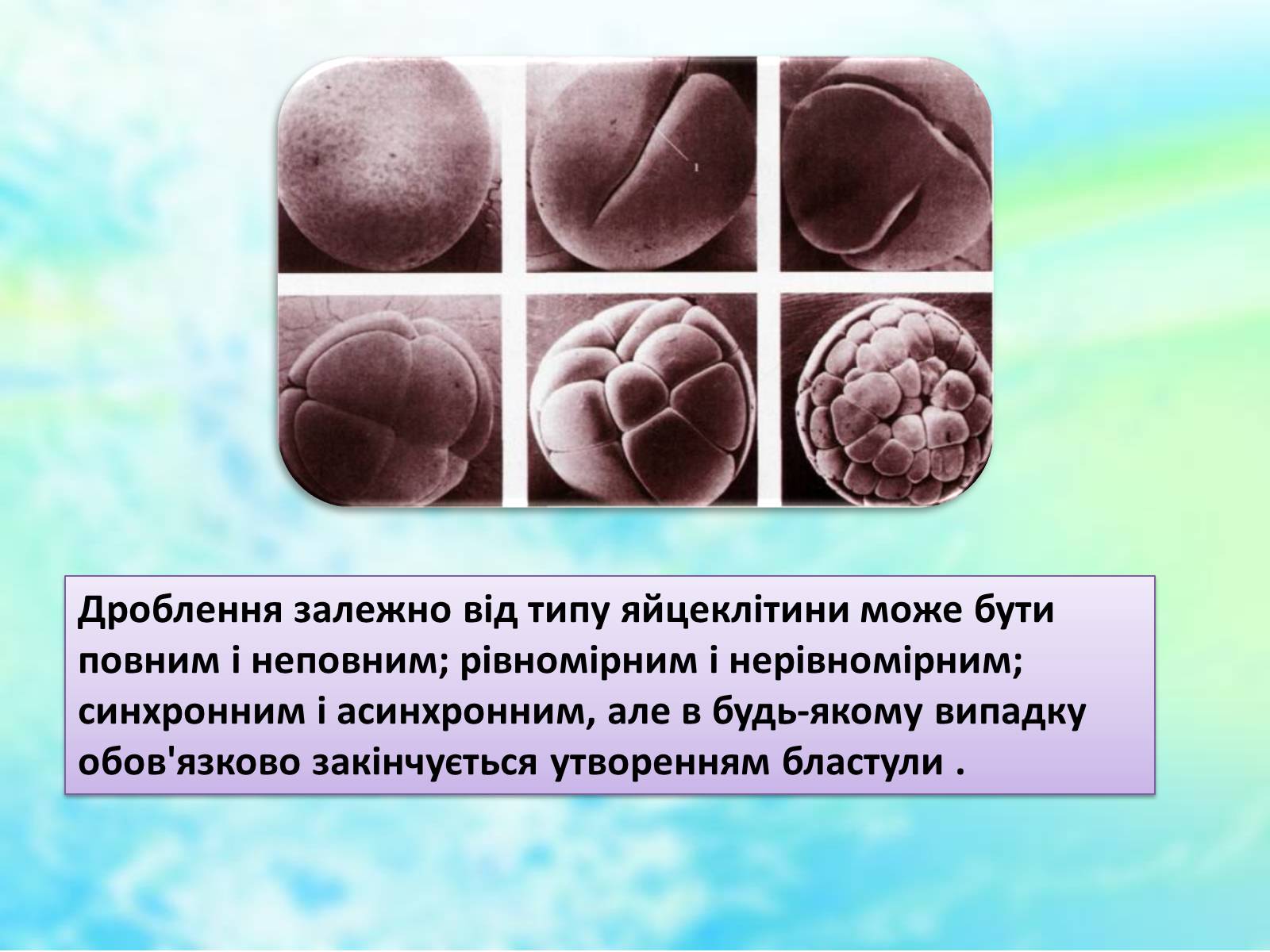 Презентація на тему «Еволюційне вчення» - Слайд #19 Презентація на тему «Еволюційне вчення» - Слайд #19