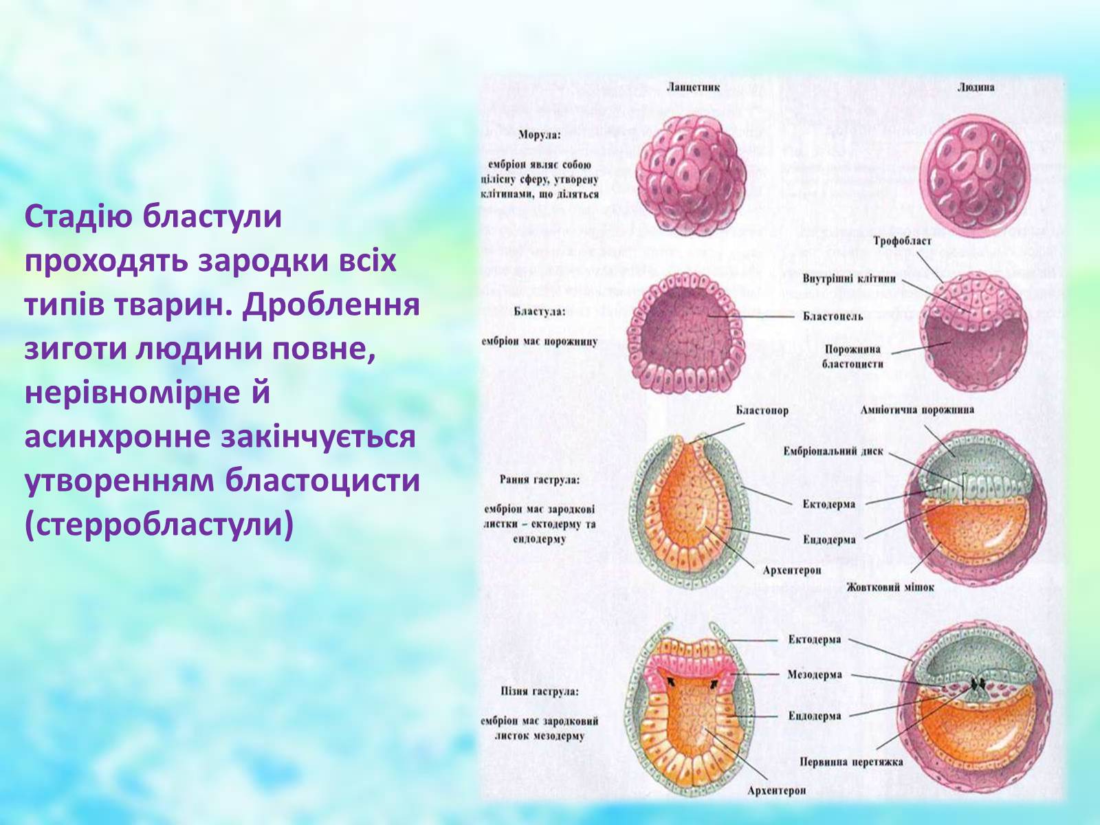 Презентація на тему «Еволюційне вчення» - Слайд #21 Презентація на тему «Еволюційне вчення» - Слайд #21