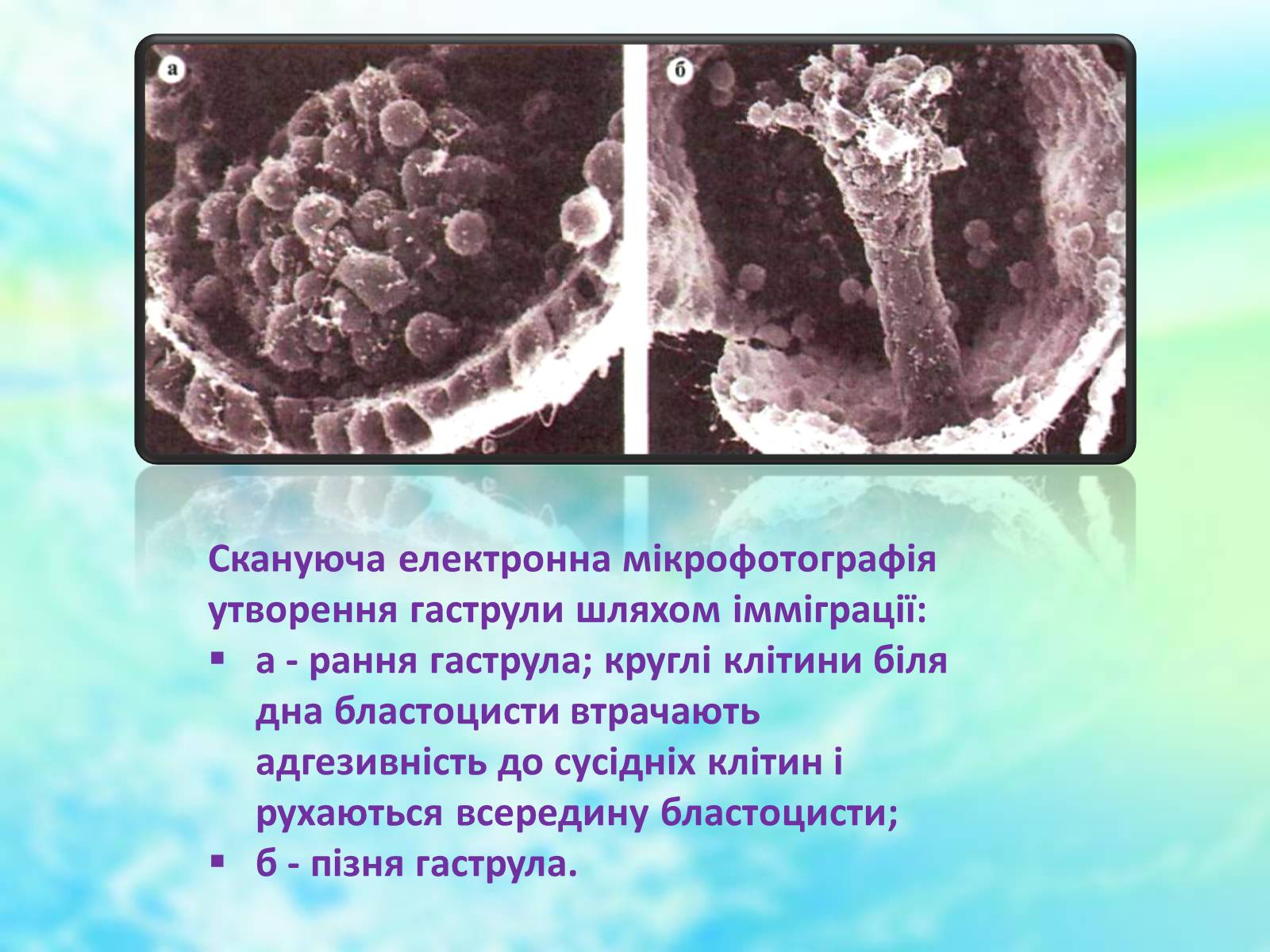 Презентація на тему «Еволюційне вчення» - Слайд #24 Презентація на тему «Еволюційне вчення» - Слайд #24