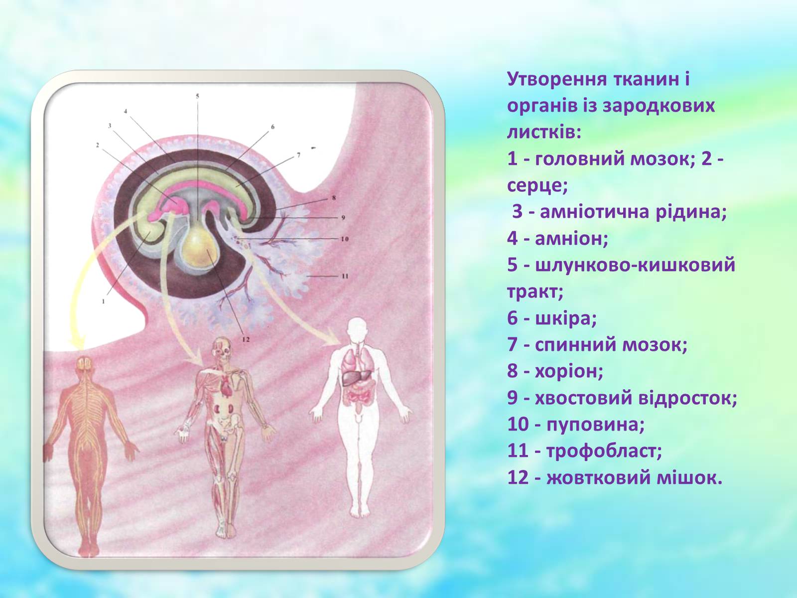 Презентація на тему «Еволюційне вчення» - Слайд #29 Презентація на тему «Еволюційне вчення» - Слайд #29