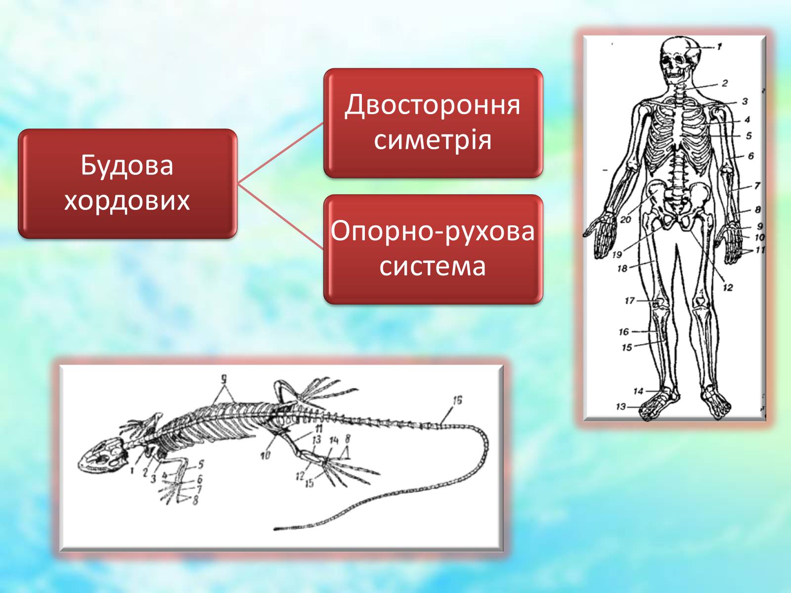 Презентація на тему «Еволюційне вчення» - Слайд #4 Презентація на тему «Еволюційне вчення» - Слайд #4