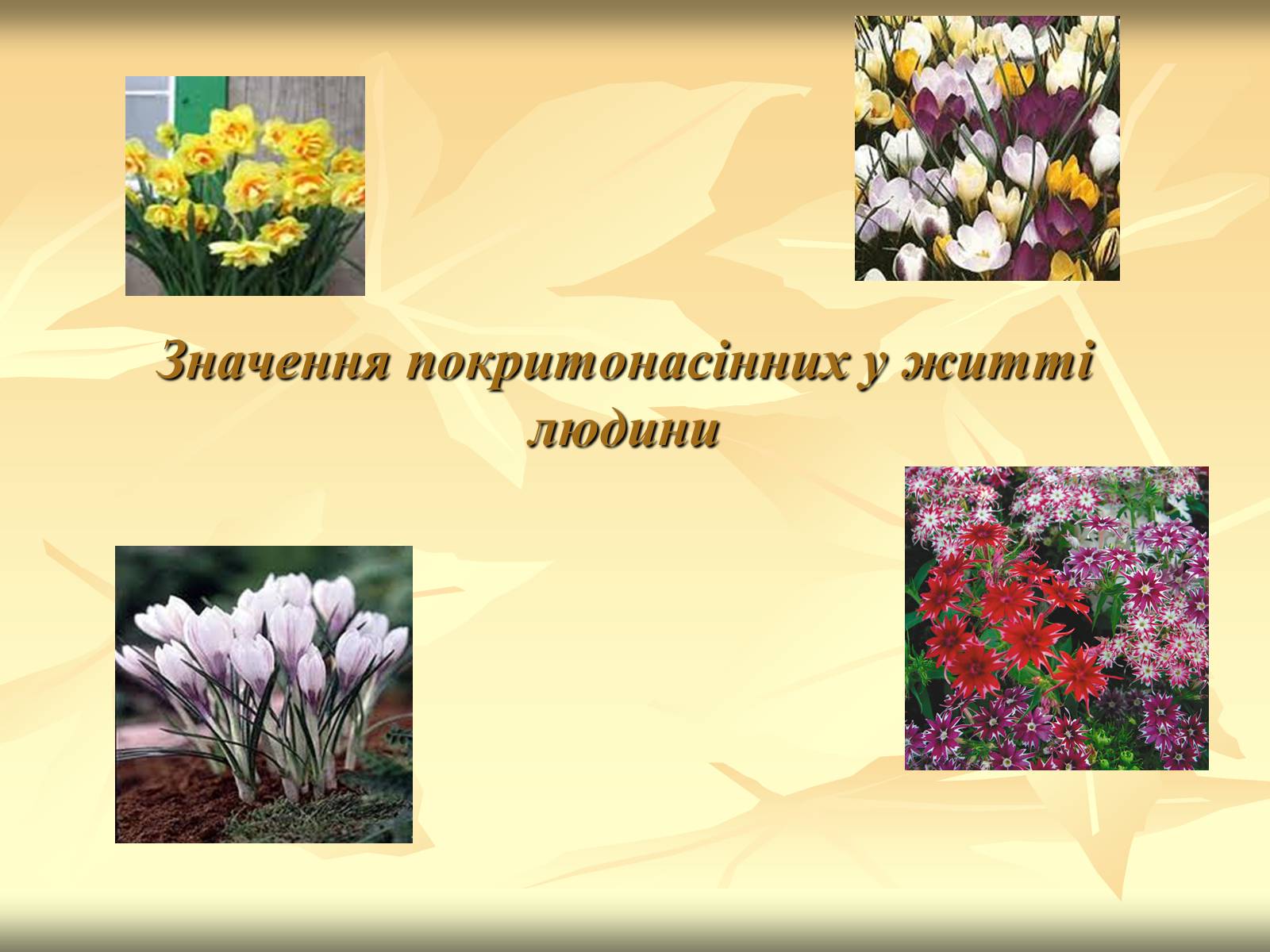 Презентація на тему «Значення покритонасінних у житті людини» - Слайд #1 Презентація на тему «Значення покритонасінних у житті людини» - Слайд #1