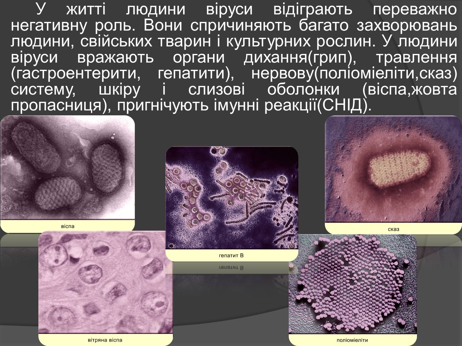Презентація на тему «Віруси» (варіант 20) - Слайд #12 Презентація на тему «Віруси» (варіант 20) - Слайд #12