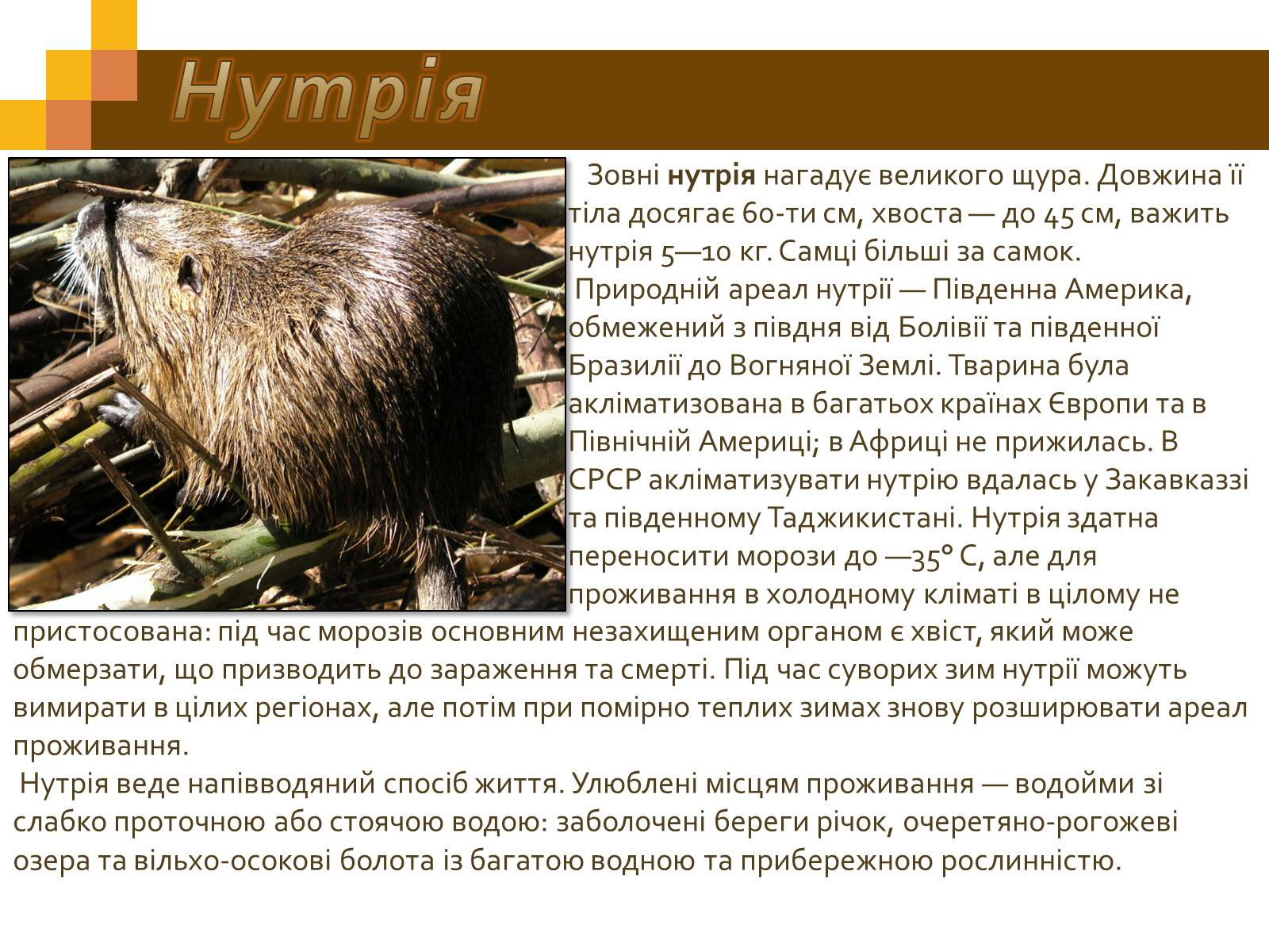 Презентація на тему «Гризуни» - Слайд #10 Презентація на тему «Гризуни» - Слайд #10