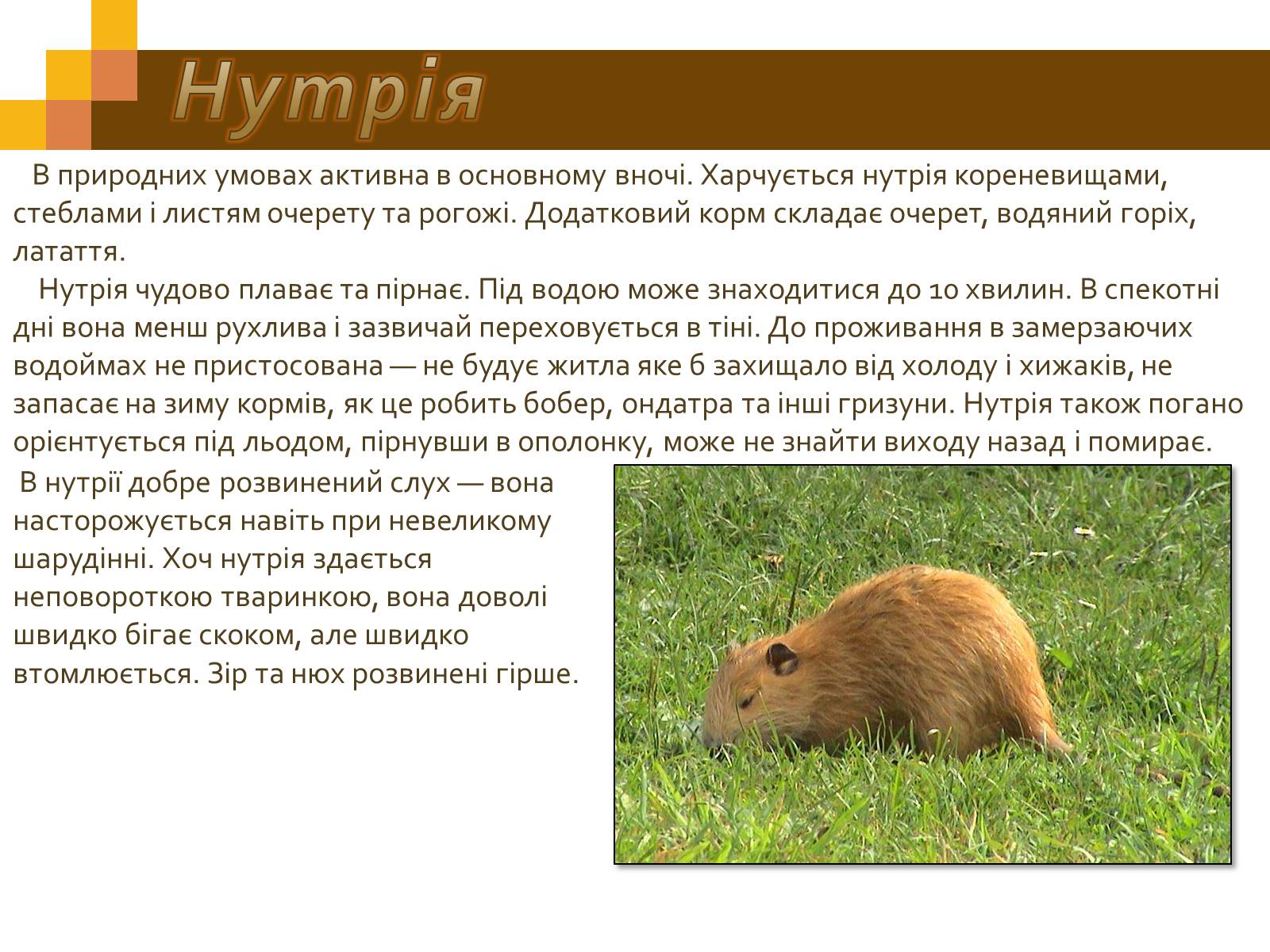 Презентація на тему «Гризуни» - Слайд #11 Презентація на тему «Гризуни» - Слайд #11
