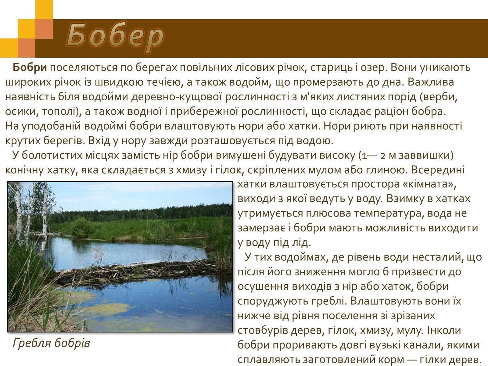 Презентація на тему «Гризуни» - Слайд #8 Презентація на тему «Гризуни» - Слайд #8