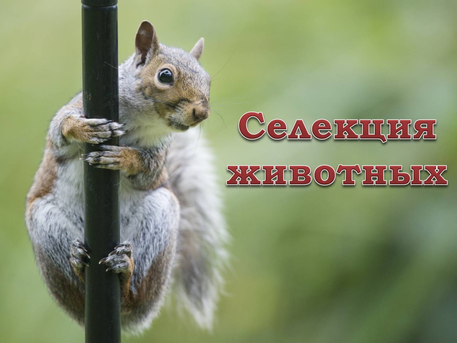 Презентація на тему «Селекция животных» (варіант 1) - Слайд #1 Презентація на тему «Селекция животных» (варіант 1) - Слайд #1