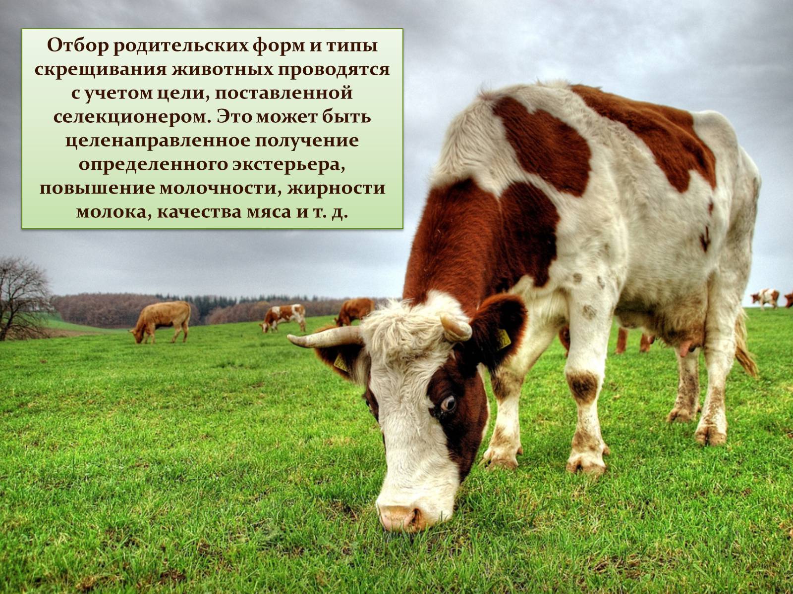 Презентація на тему «Селекция животных» (варіант 1) - Слайд #10 Презентація на тему «Селекция животных» (варіант 1) - Слайд #10