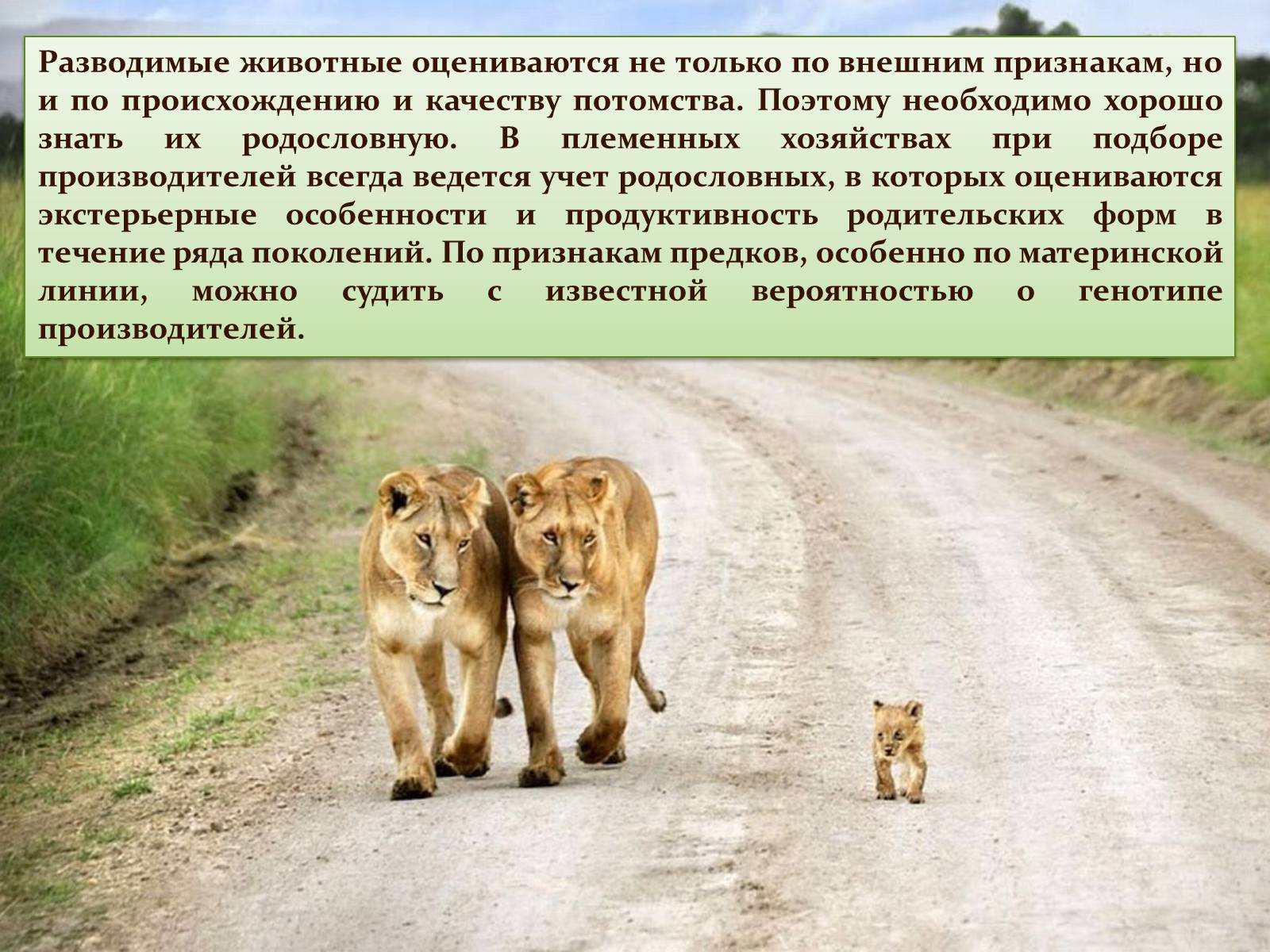 Презентація на тему «Селекция животных» (варіант 1) - Слайд #11 Презентація на тему «Селекция животных» (варіант 1) - Слайд #11