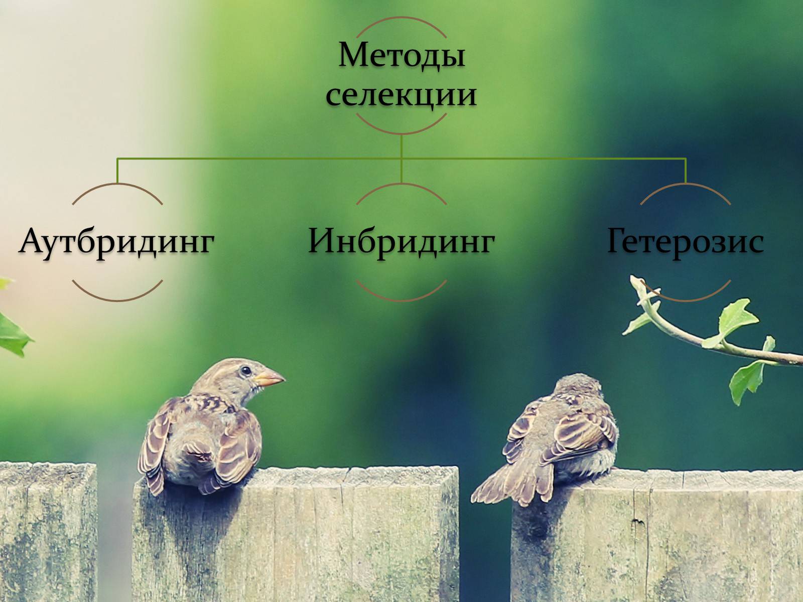 Презентація на тему «Селекция животных» (варіант 1) - Слайд #12 Презентація на тему «Селекция животных» (варіант 1) - Слайд #12