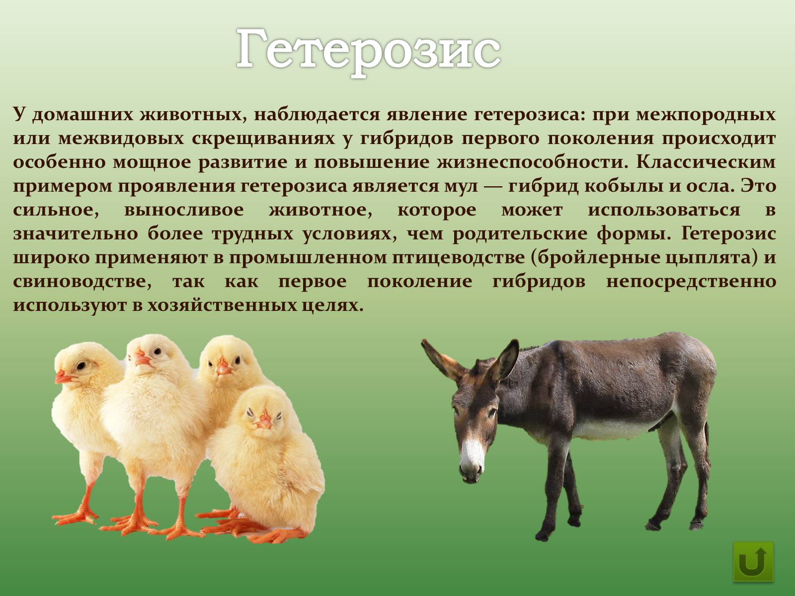 Презентація на тему «Селекция животных» (варіант 1) - Слайд #15 Презентація на тему «Селекция животных» (варіант 1) - Слайд #15