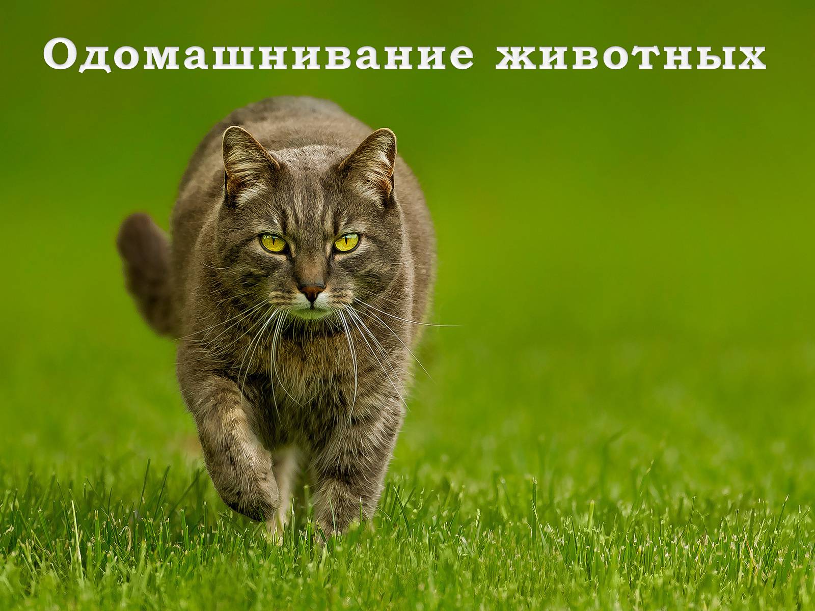 Презентація на тему «Селекция животных» (варіант 1) - Слайд #4 Презентація на тему «Селекция животных» (варіант 1) - Слайд #4
