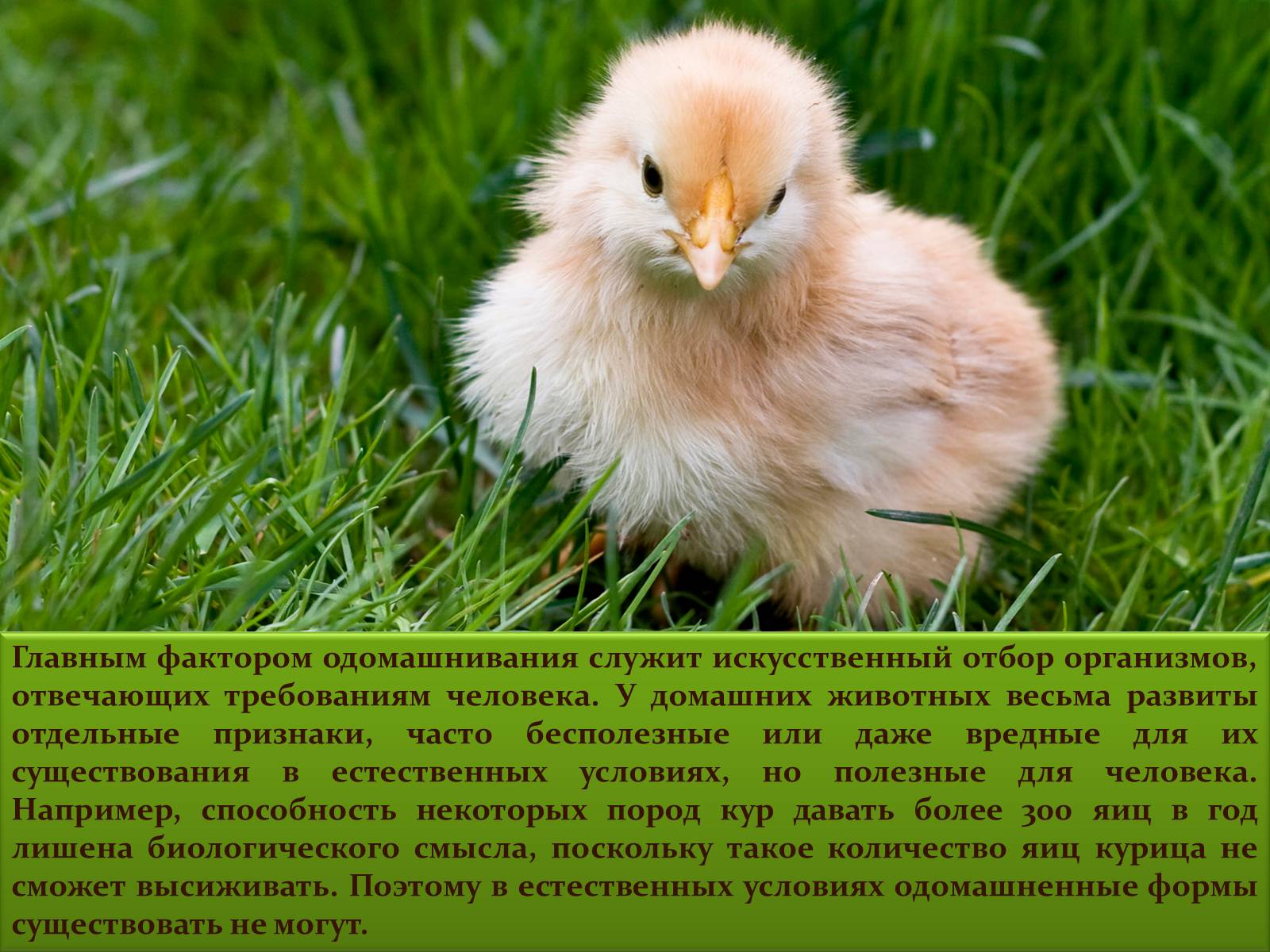 Презентація на тему «Селекция животных» (варіант 1) - Слайд #6 Презентація на тему «Селекция животных» (варіант 1) - Слайд #6