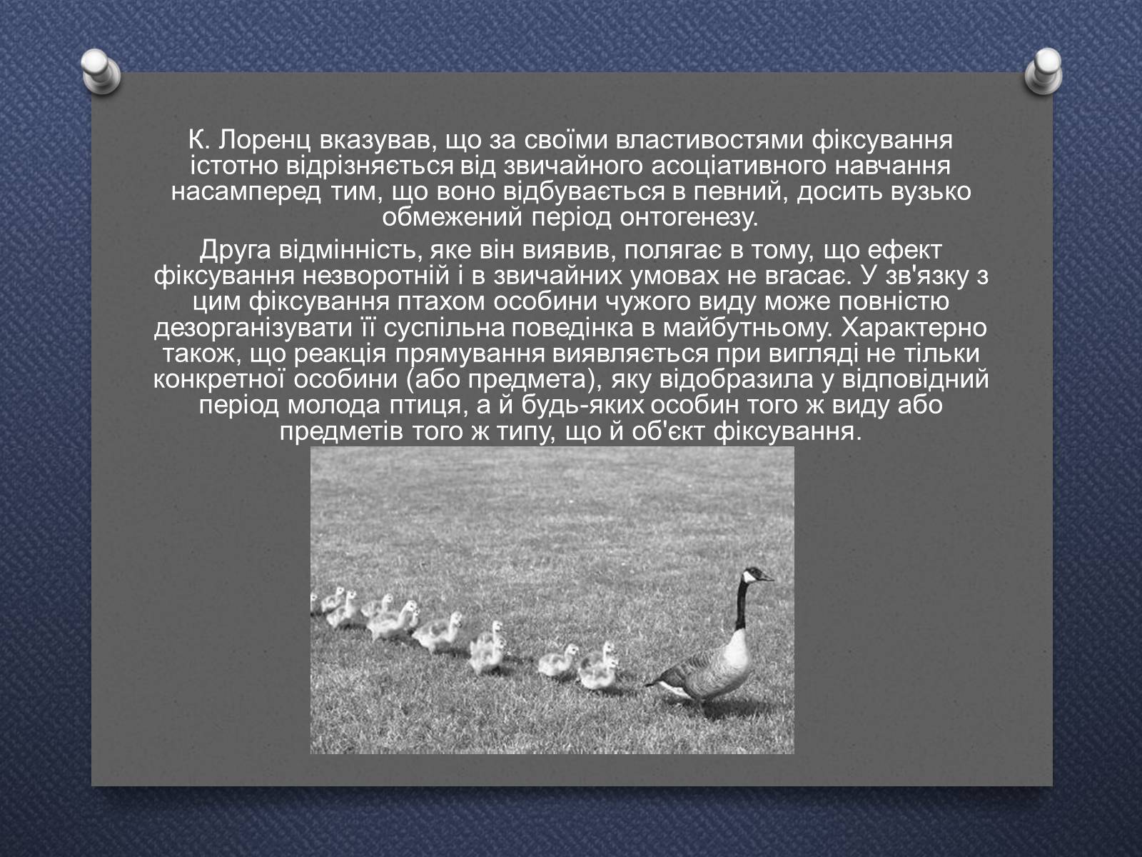 Презентація на тему «Імпринтинг у тварин» - Слайд #8 Презентація на тему «Імпринтинг у тварин» - Слайд #8