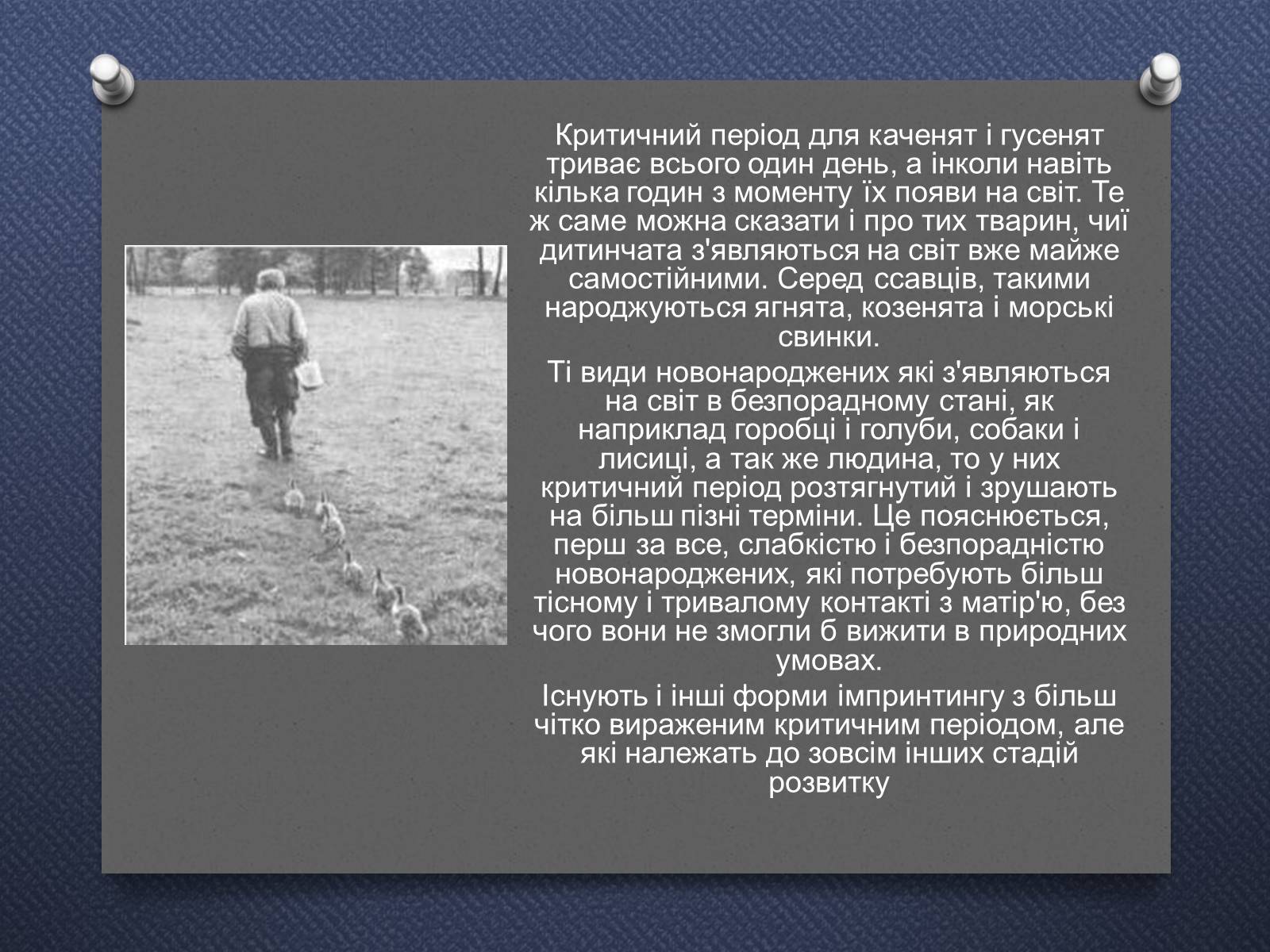 Презентація на тему «Імпринтинг у тварин» - Слайд #9 Презентація на тему «Імпринтинг у тварин» - Слайд #9