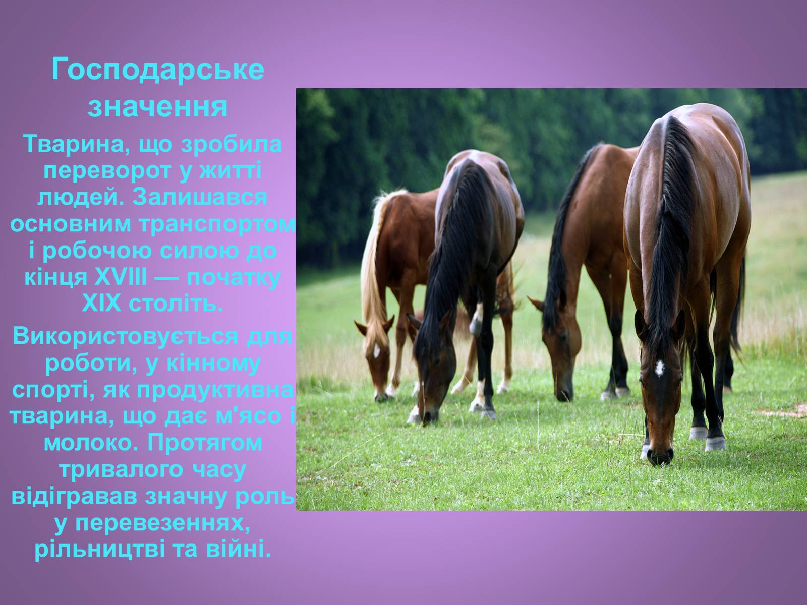 Презентація на тему «Коні» - Слайд #10 Презентація на тему «Коні» - Слайд #10